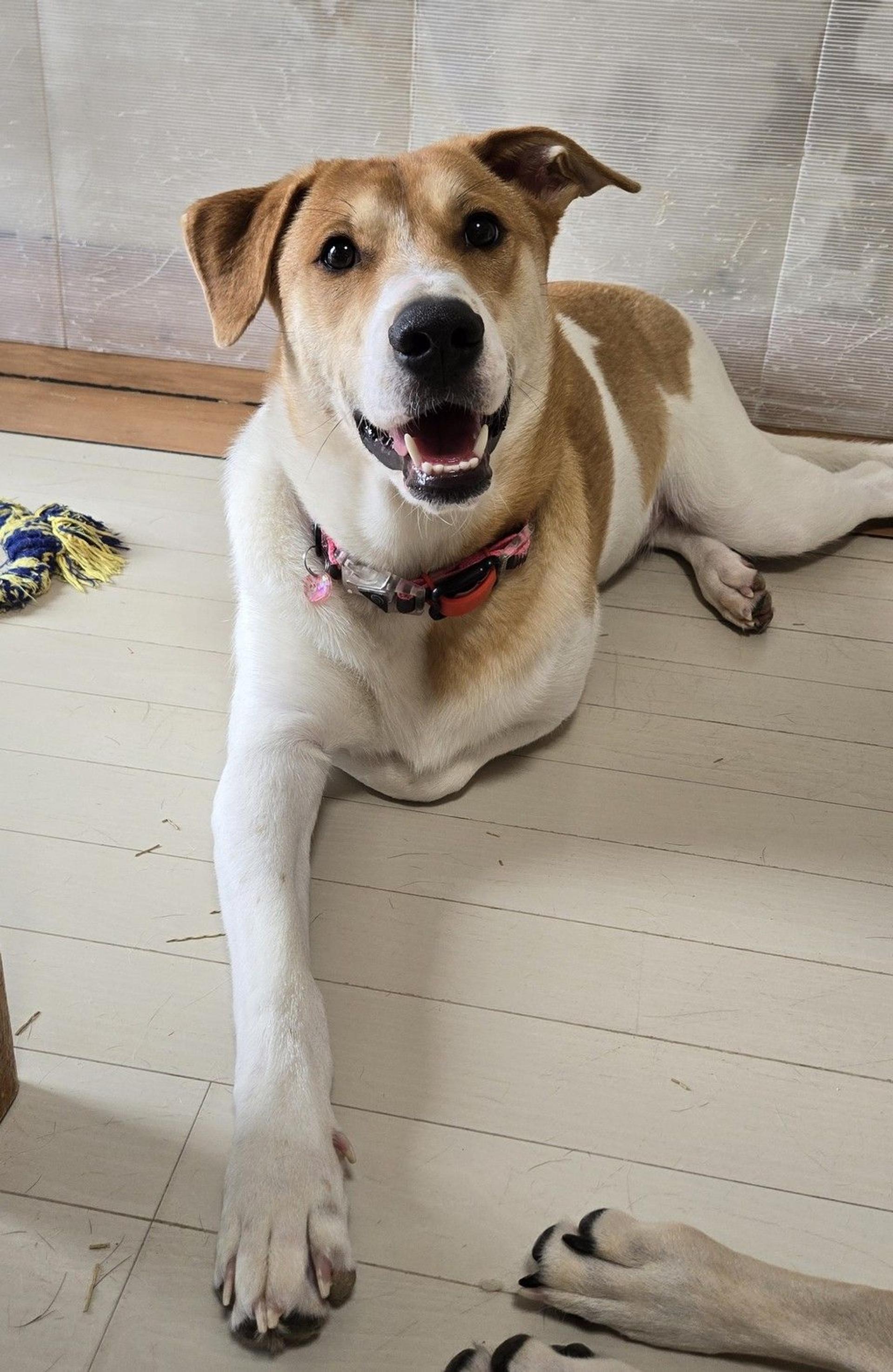 pet-image-2