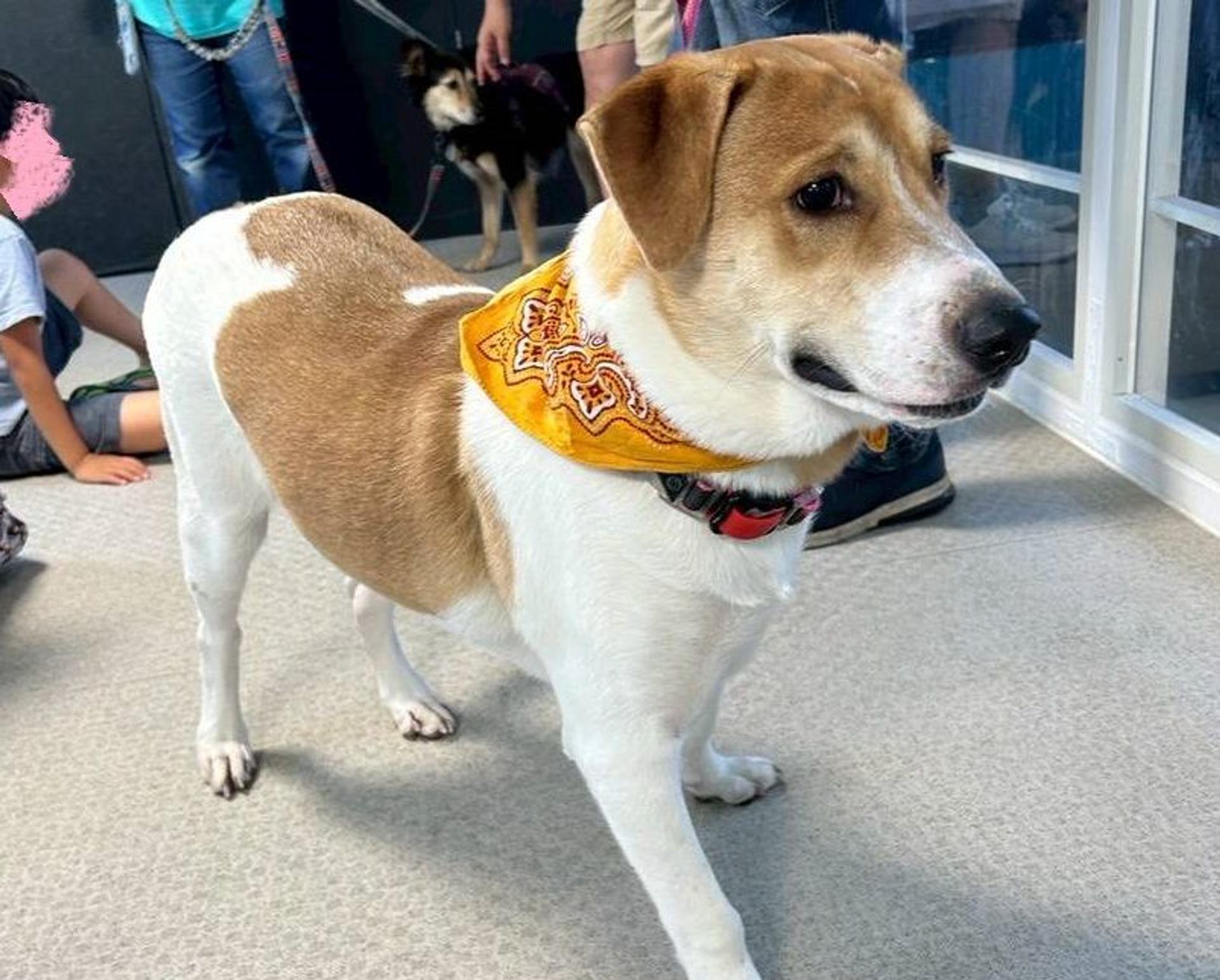 pet-image-7
