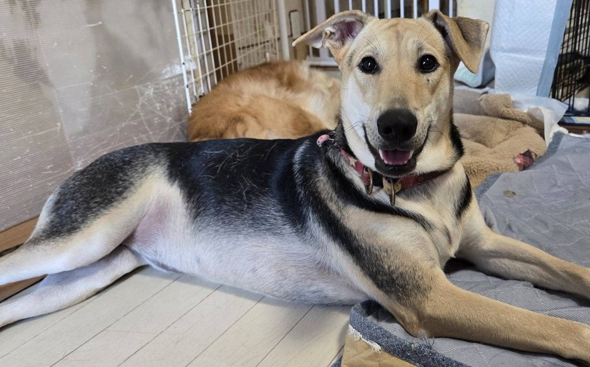 雑種（ミックス犬）・メスの里親募集の写真