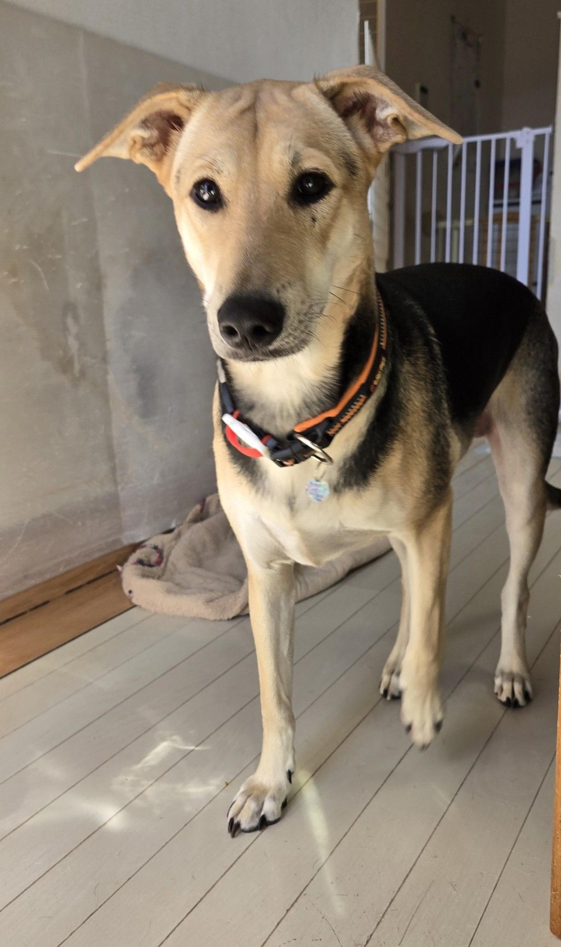 pet-image-2