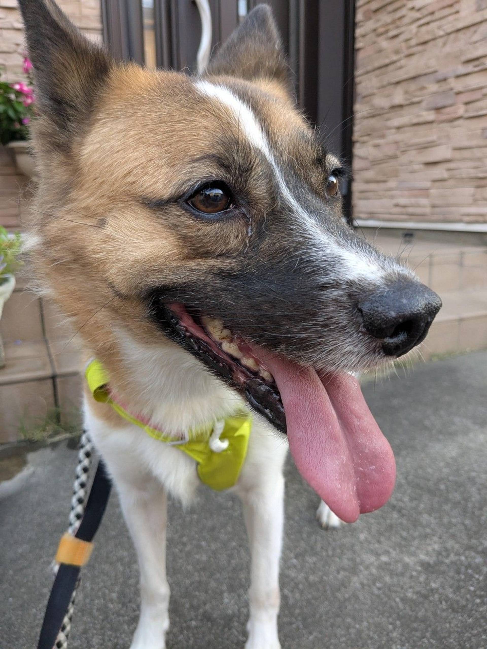 雑種（ミックス犬）・メスの里親募集の写真