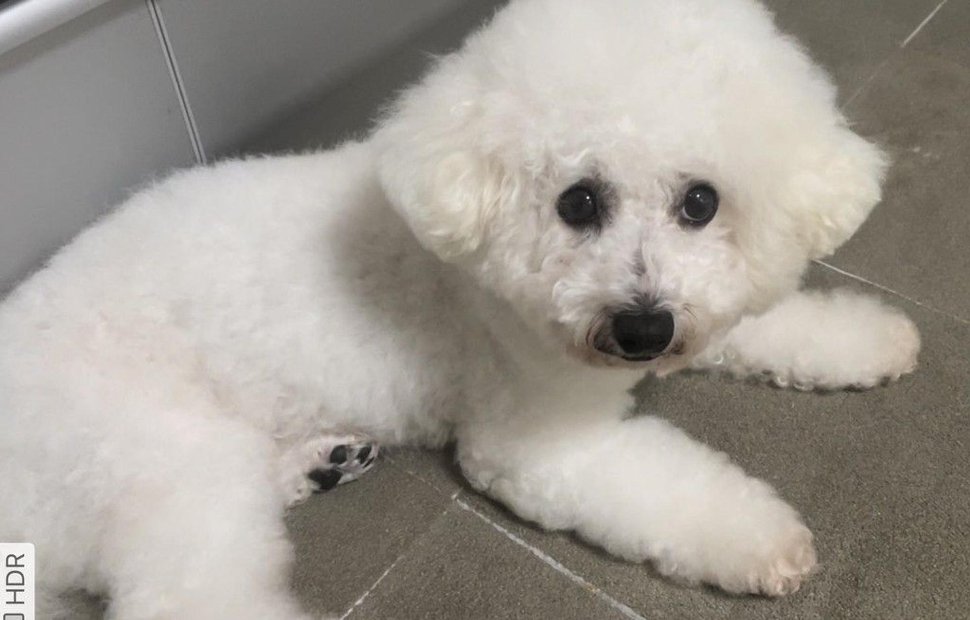pet-image-2