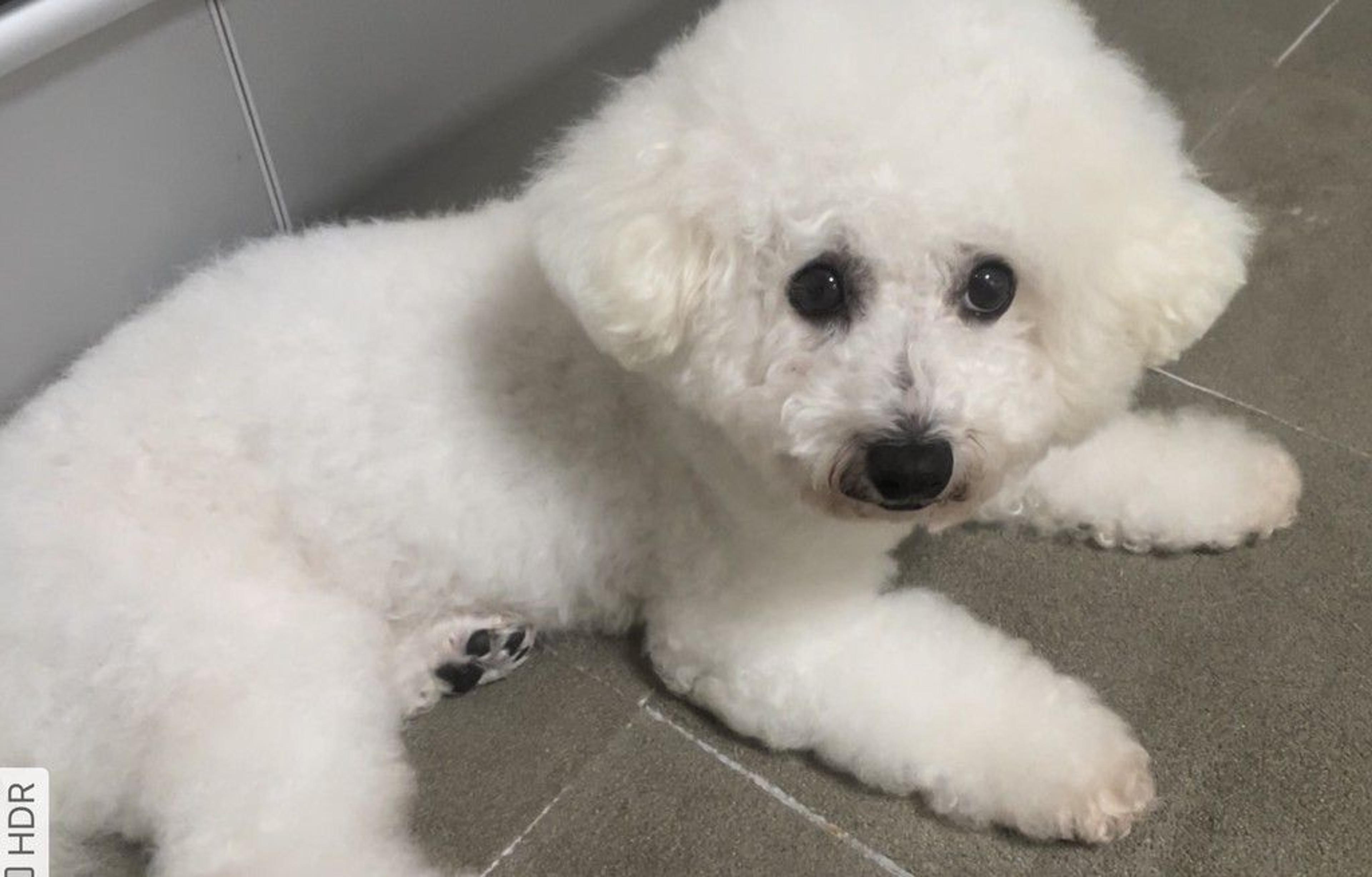 pet-image-2