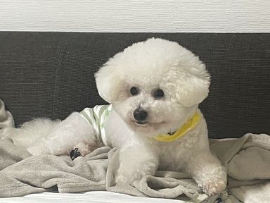 フリッツ