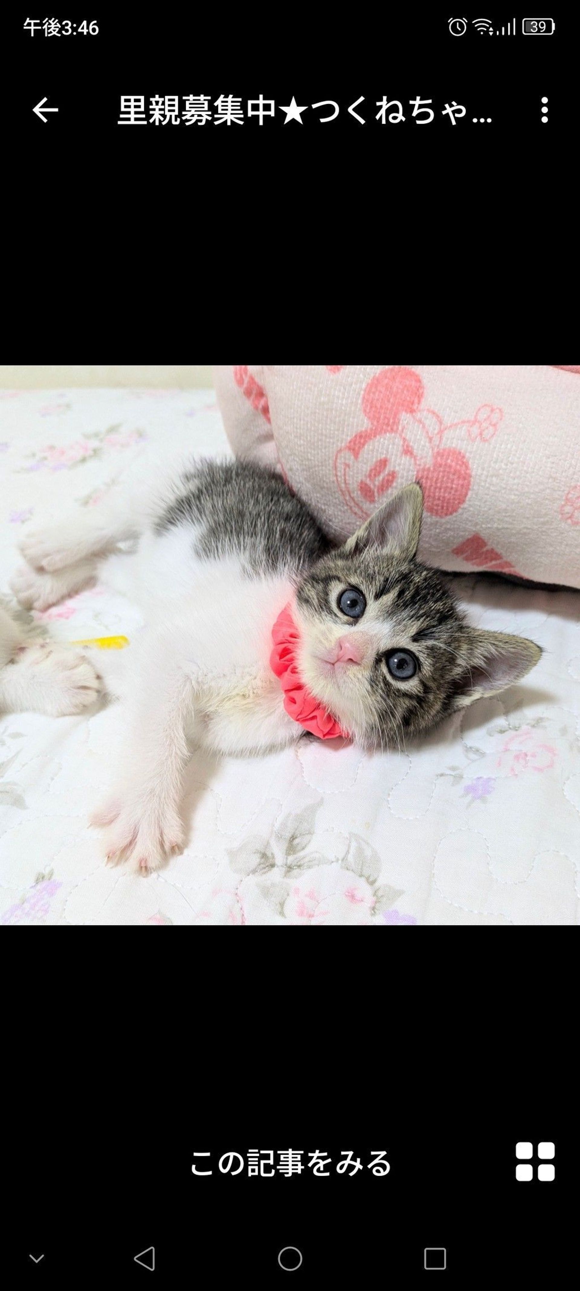 雑種（ミックス猫）・メスの里親募集の写真