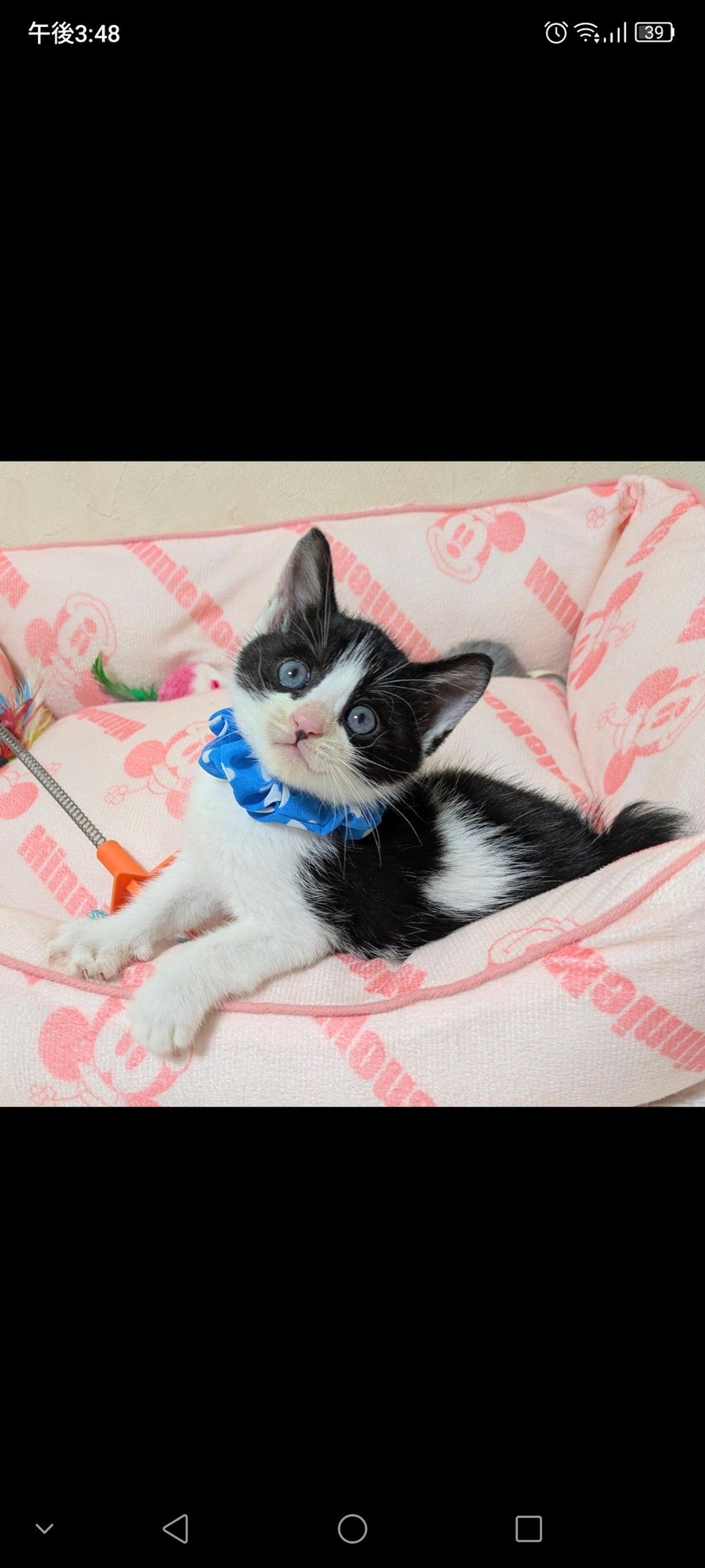 pet-image-2