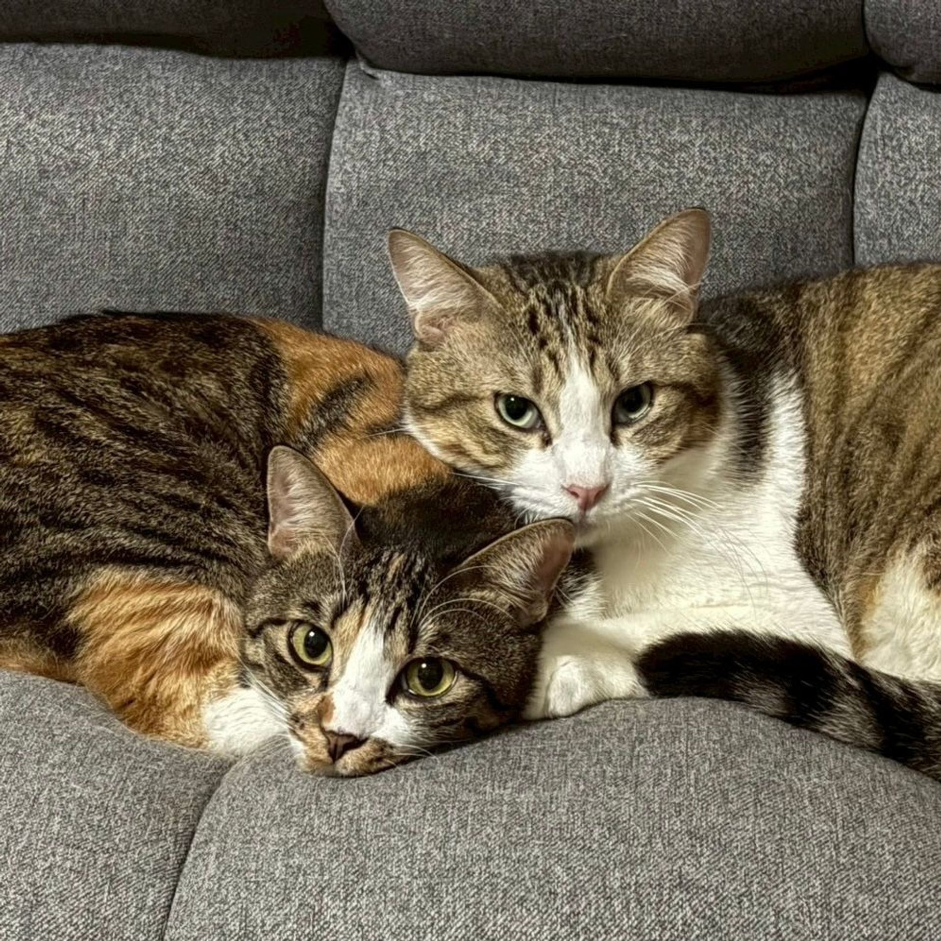 雑種（ミックス猫）・オスの里親募集の写真