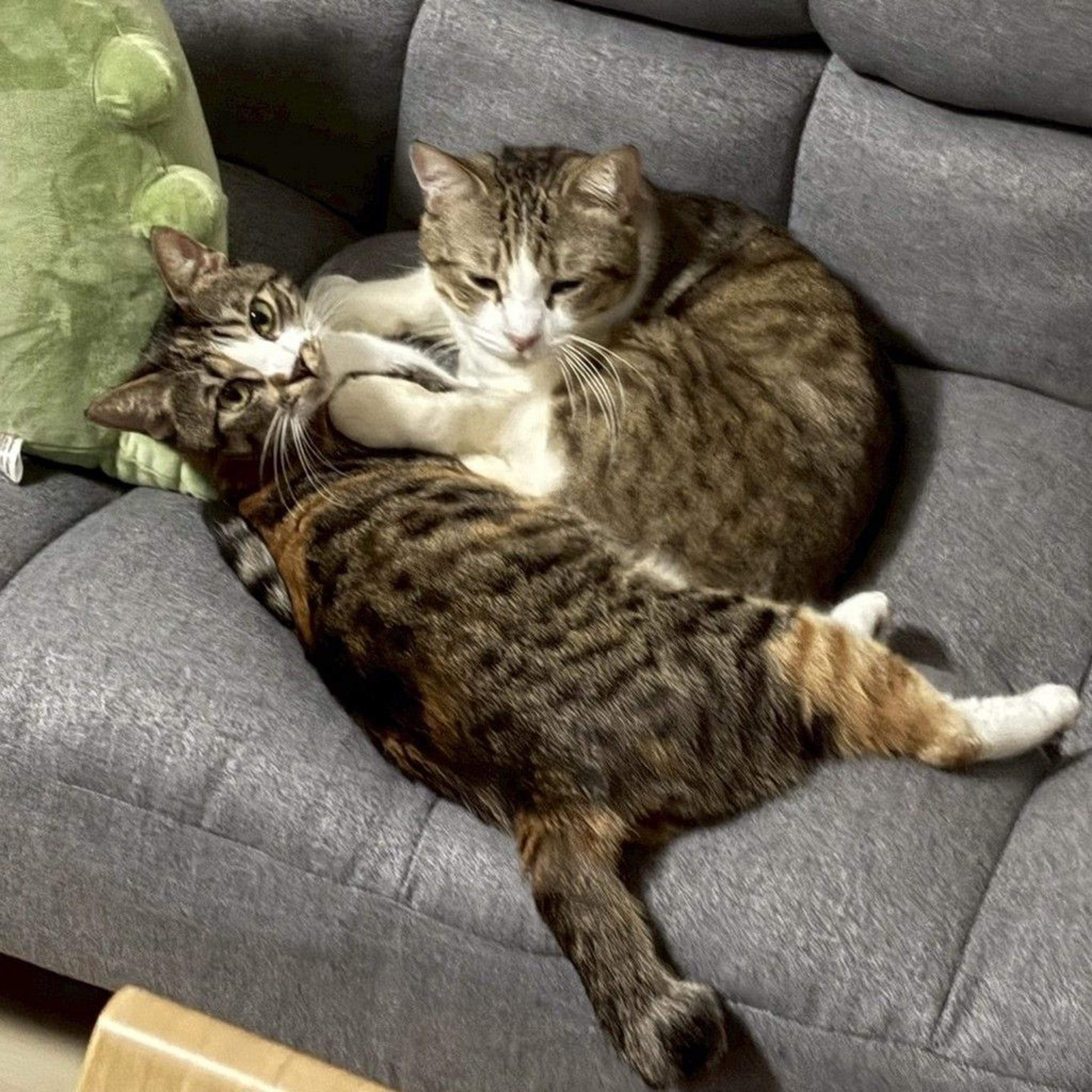 pet-image-2