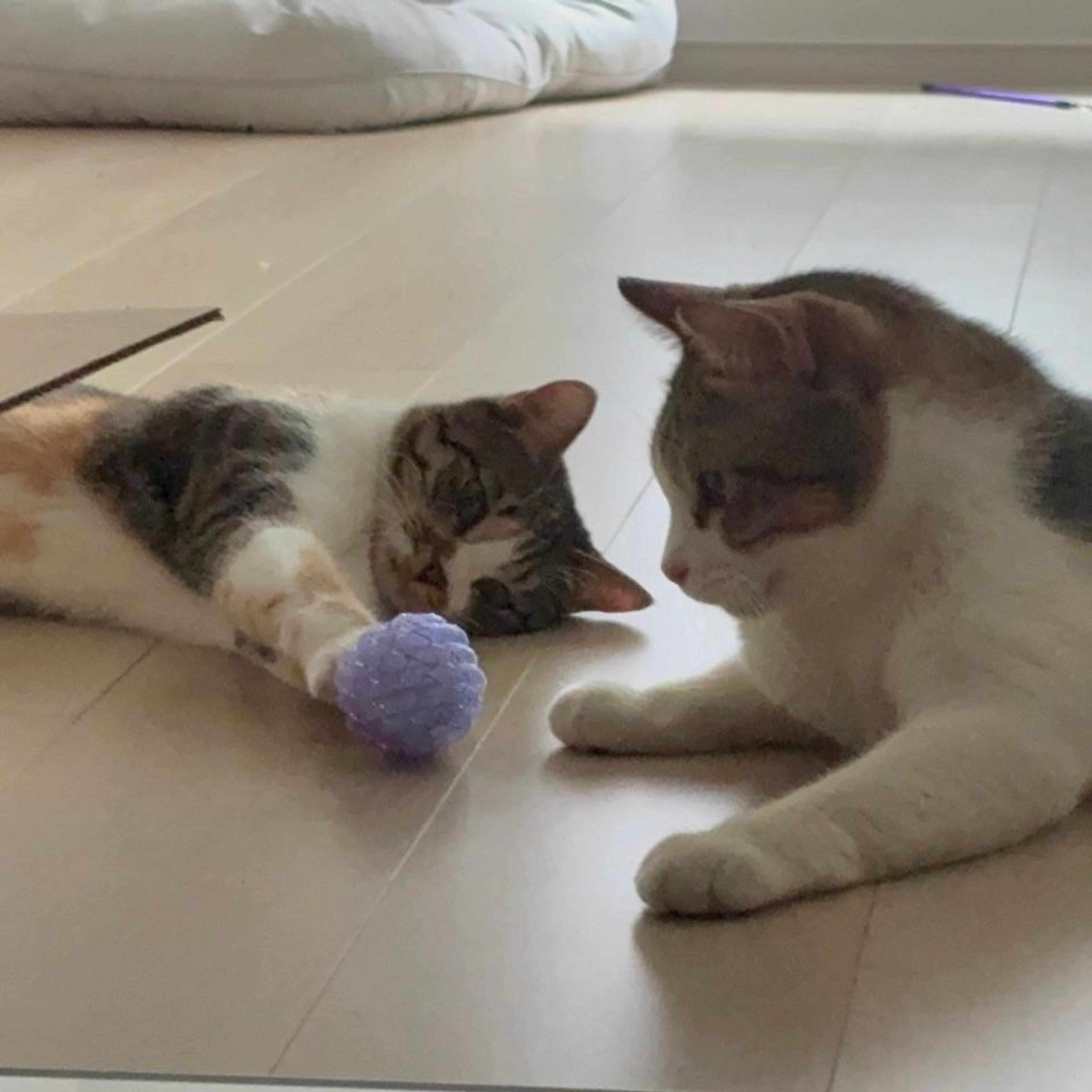 pet-image-3