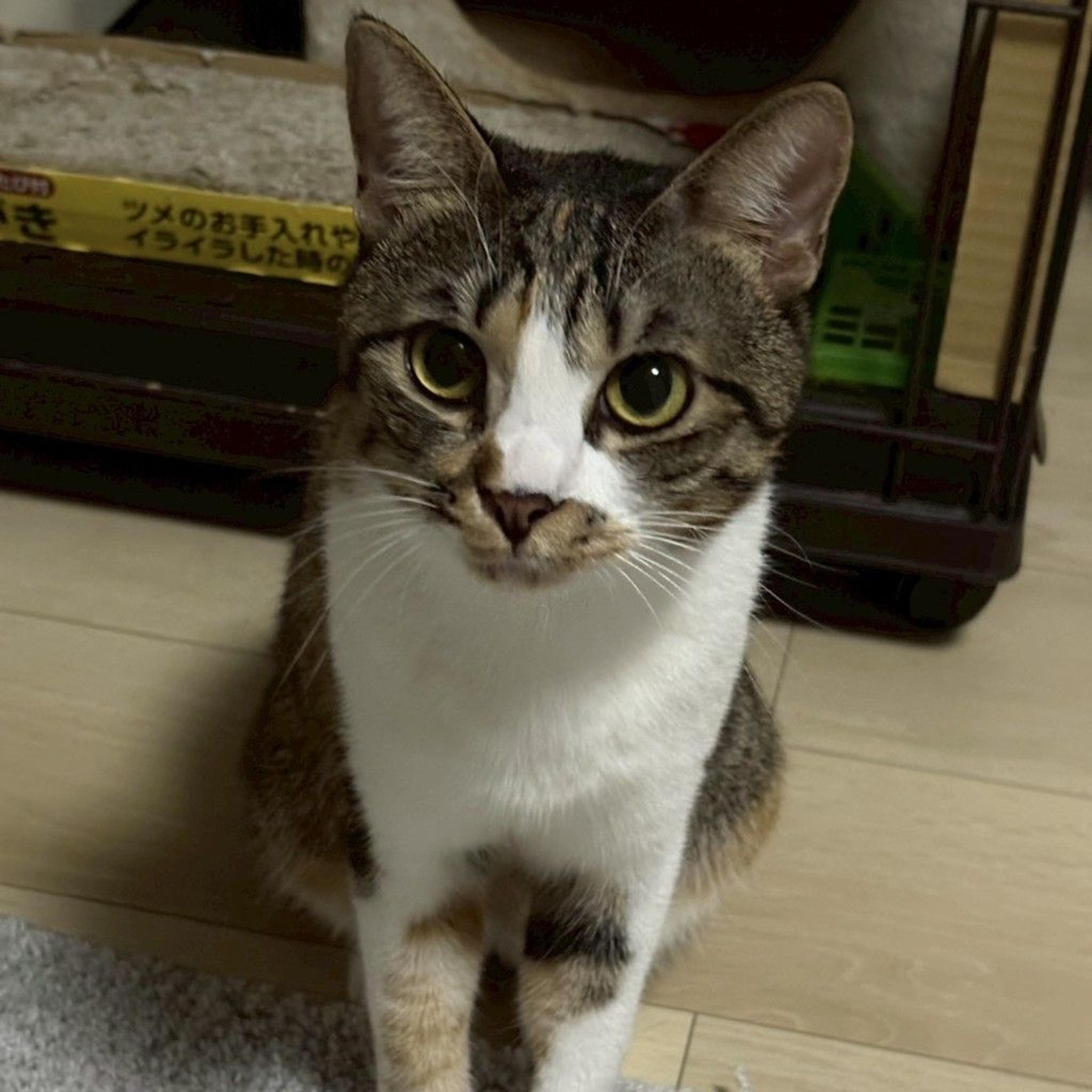 pet-image-4