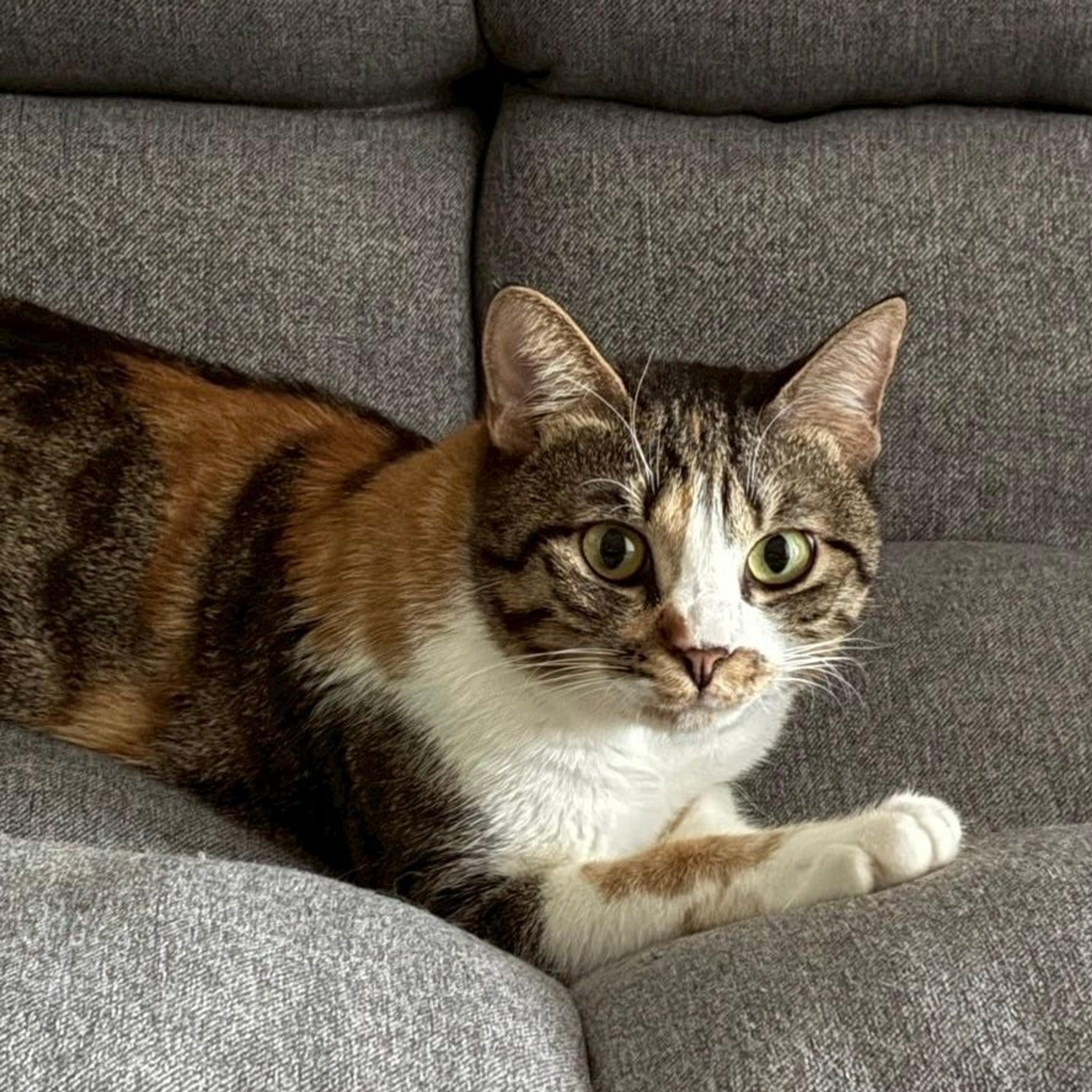 pet-image-5