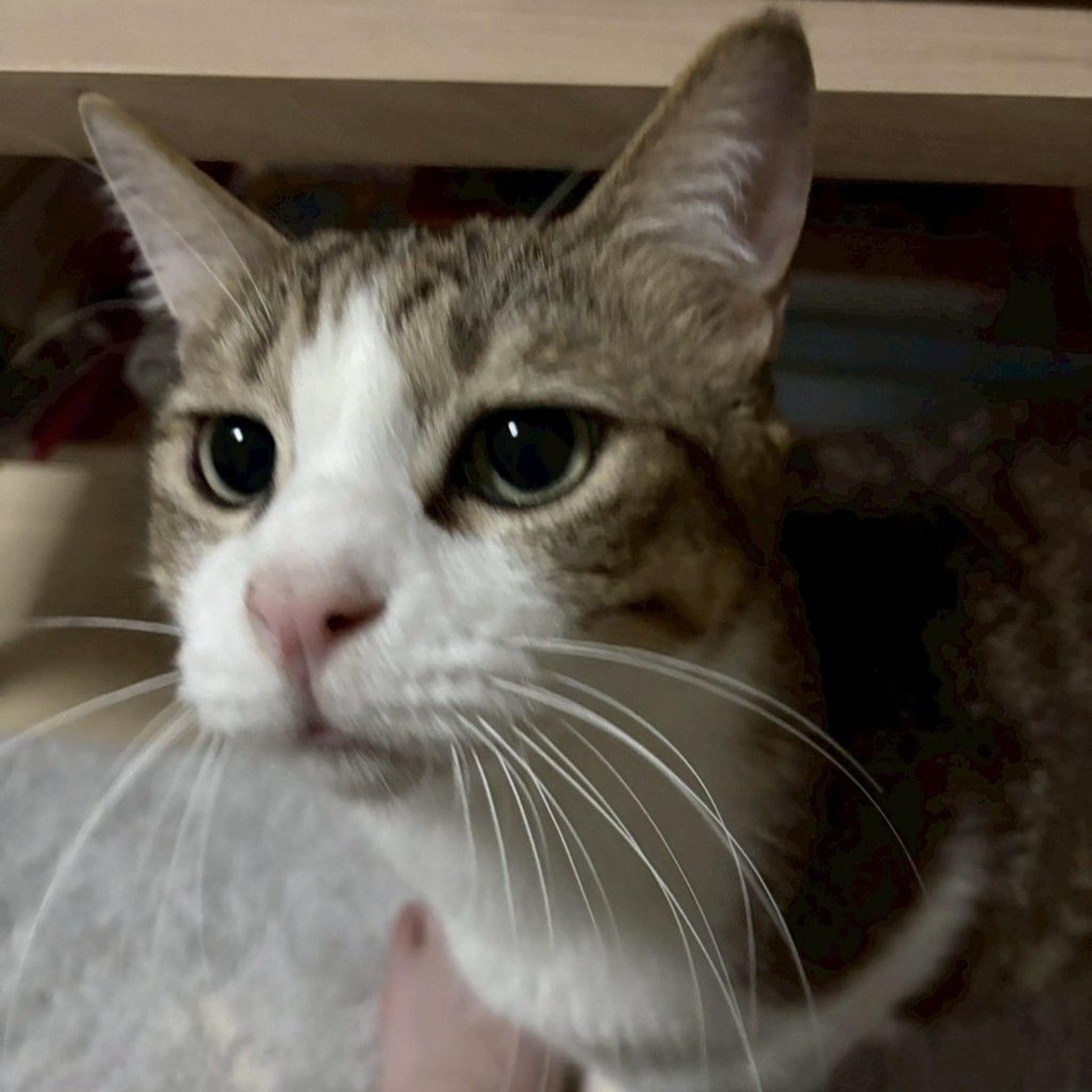 pet-image-6