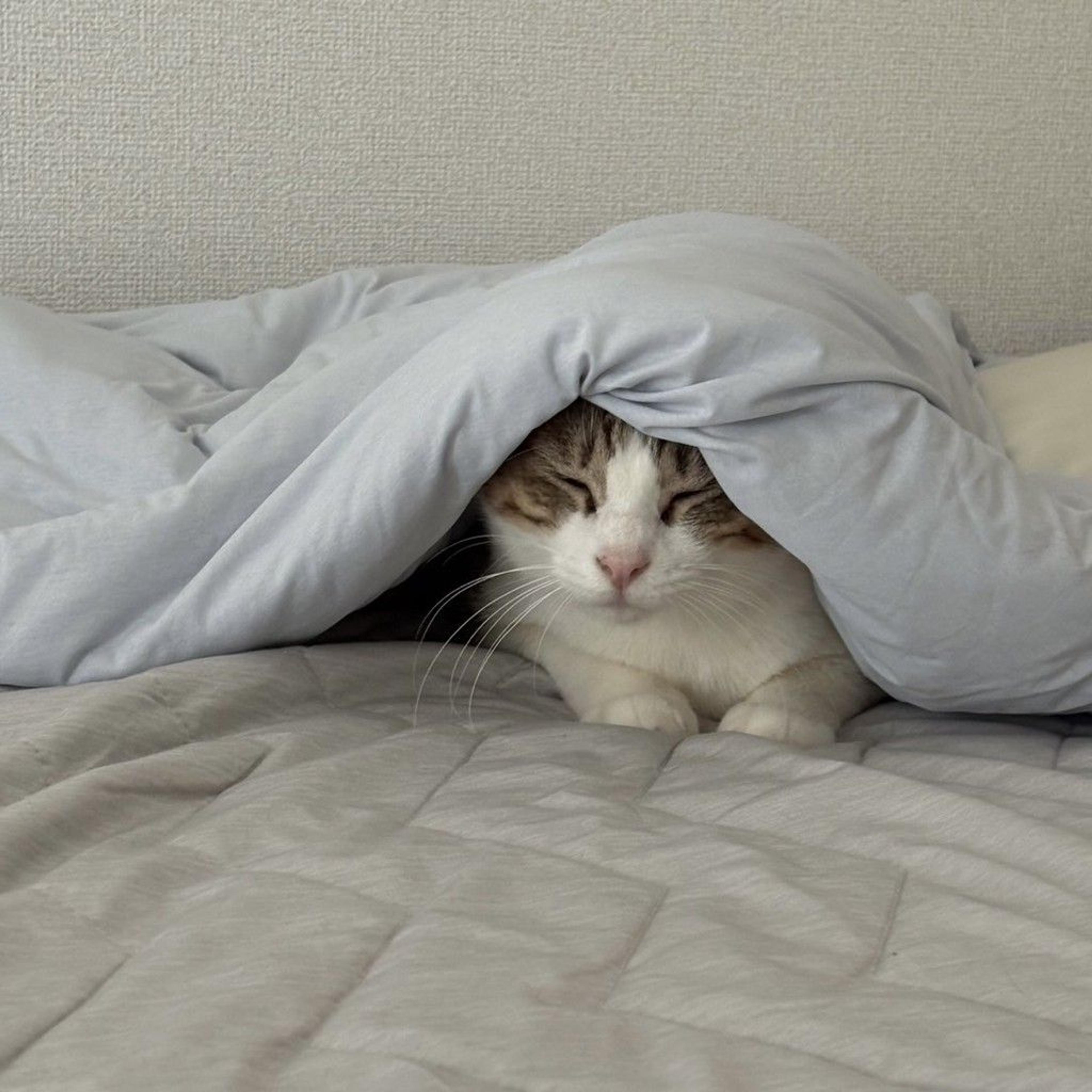 pet-image-7
