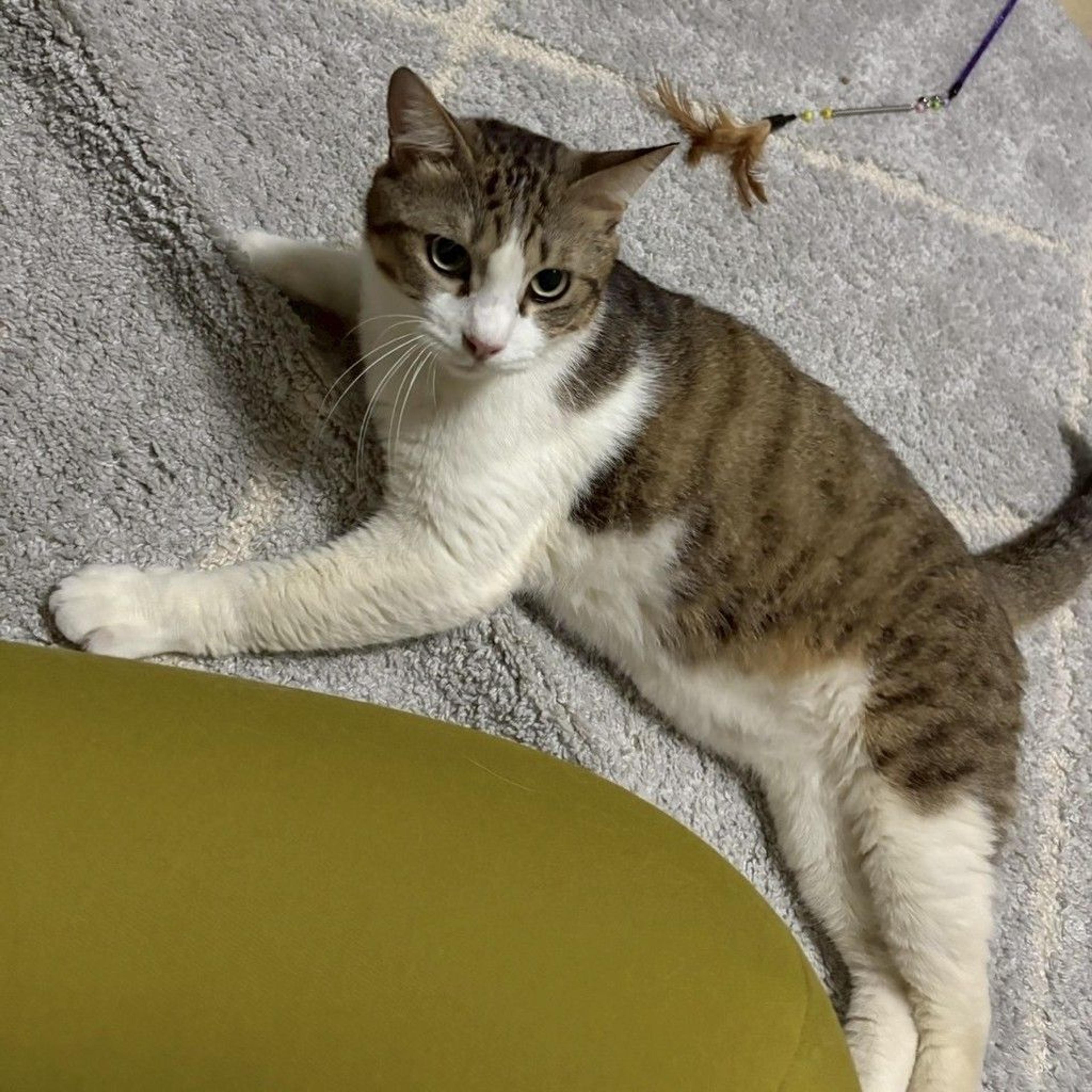 pet-image-8
