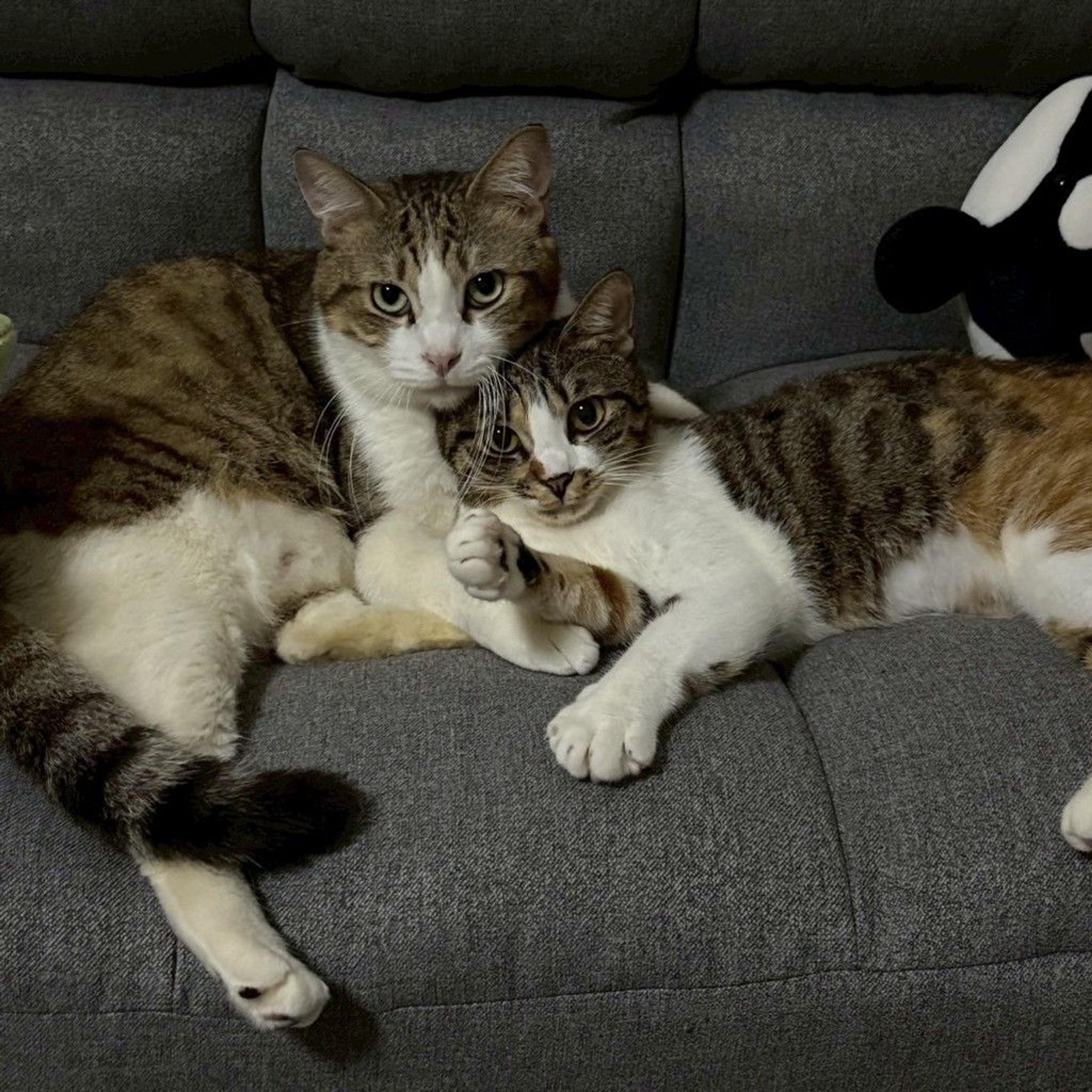 pet-image-9