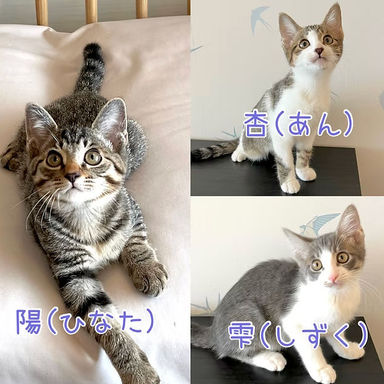 楓（かえで）ファミリー（楓ママ・雫・杏・陽）