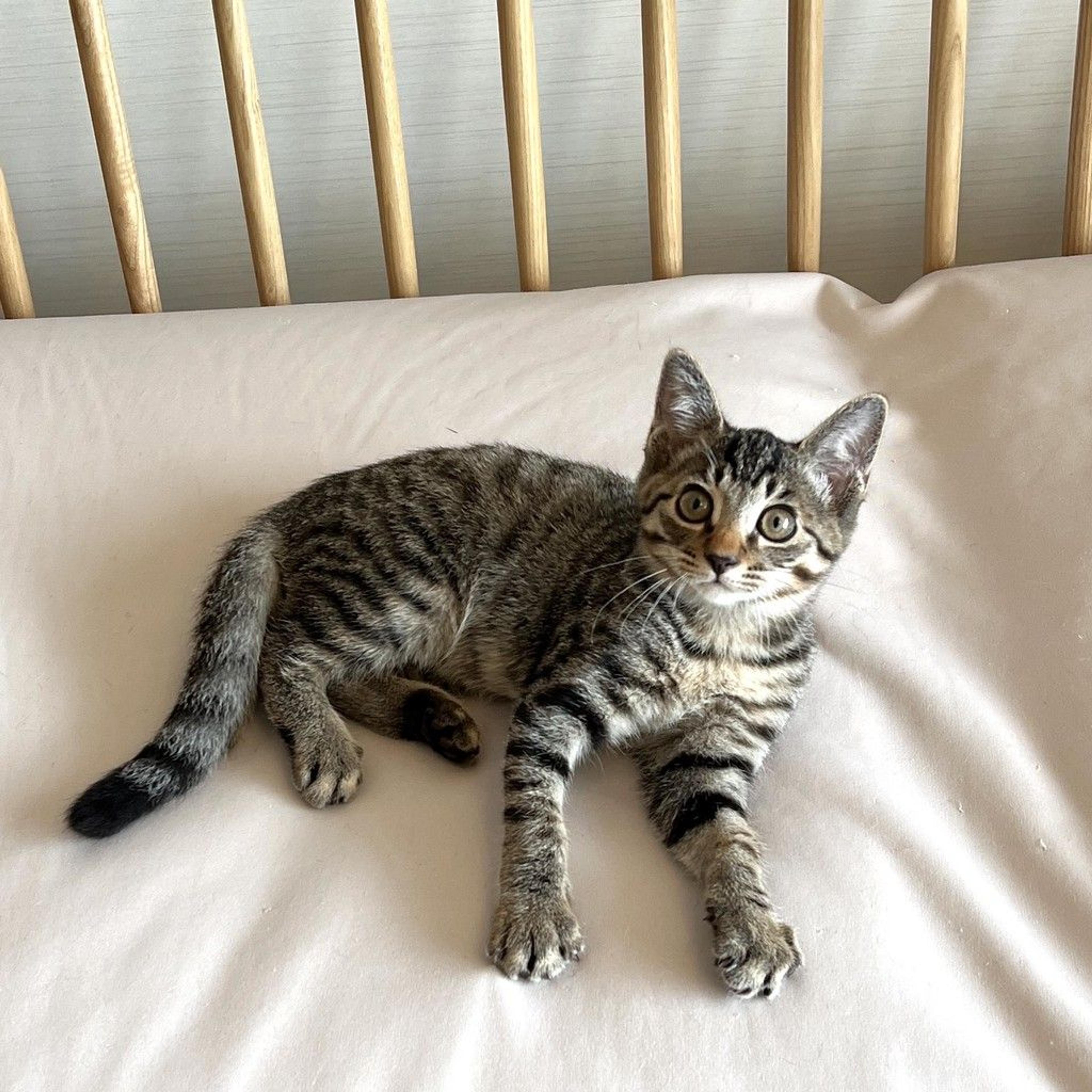 pet-image-2