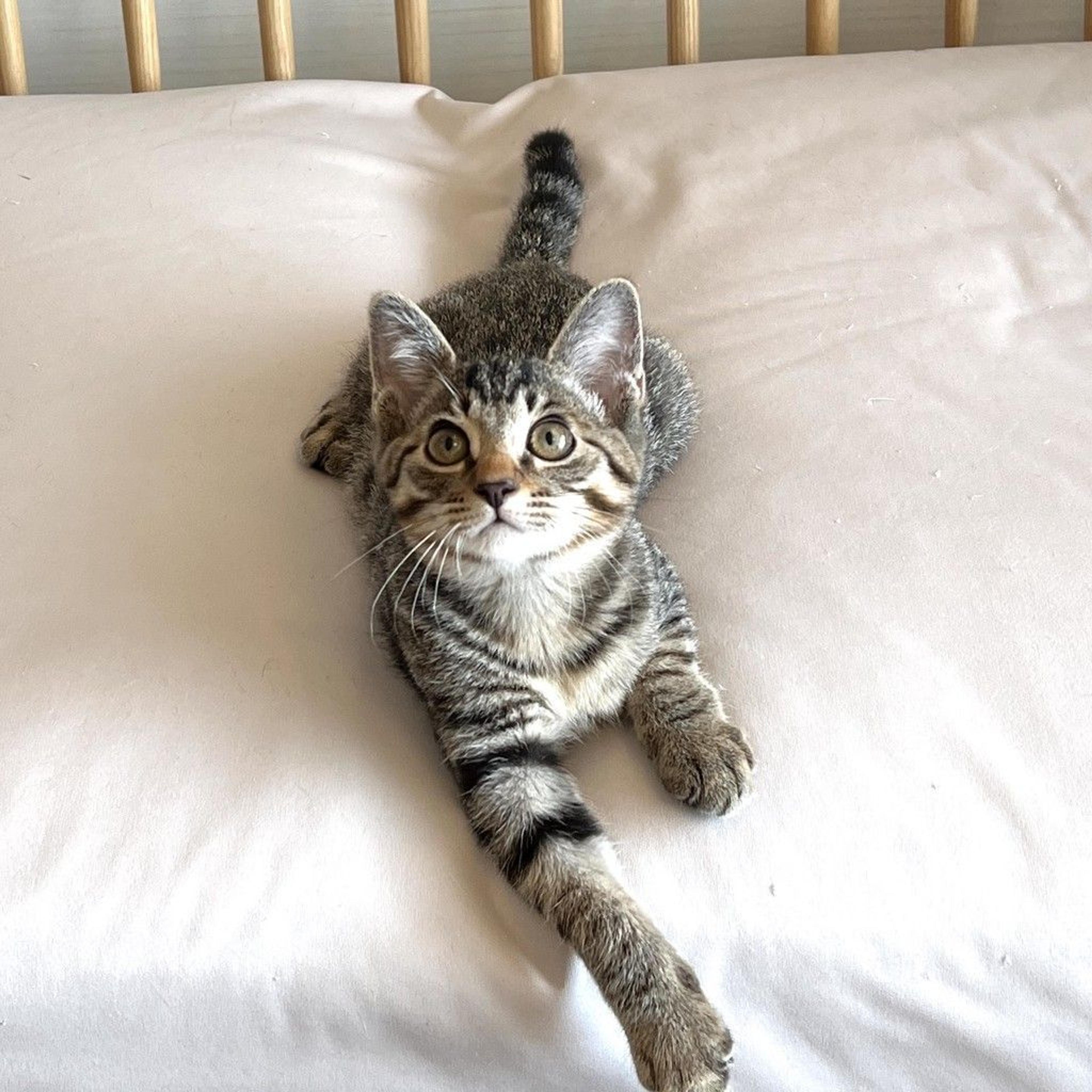 pet-image-3