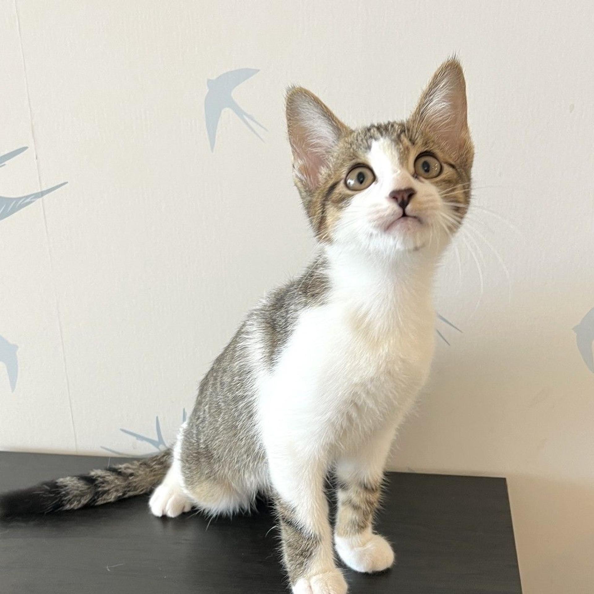 pet-image-4