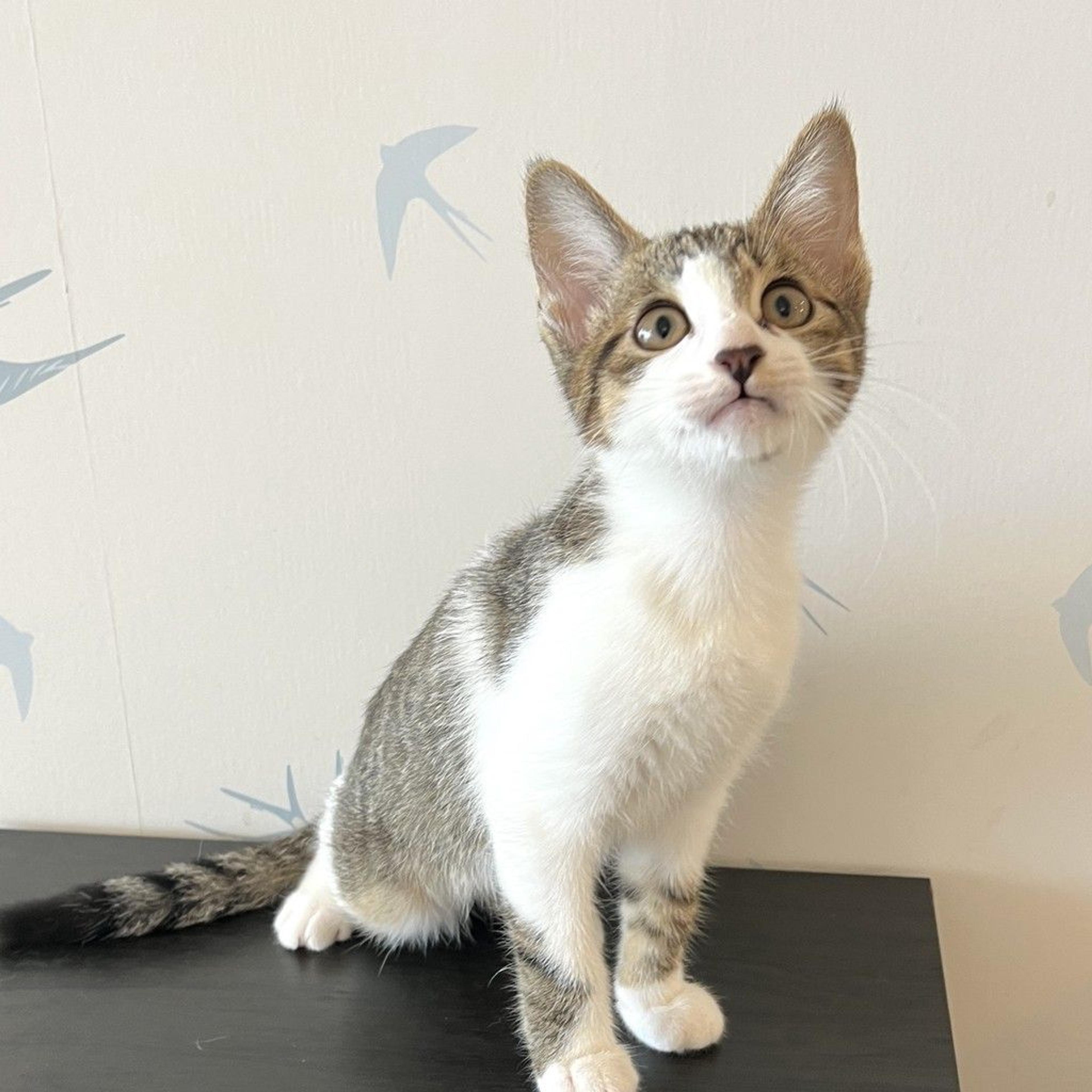 pet-image-4