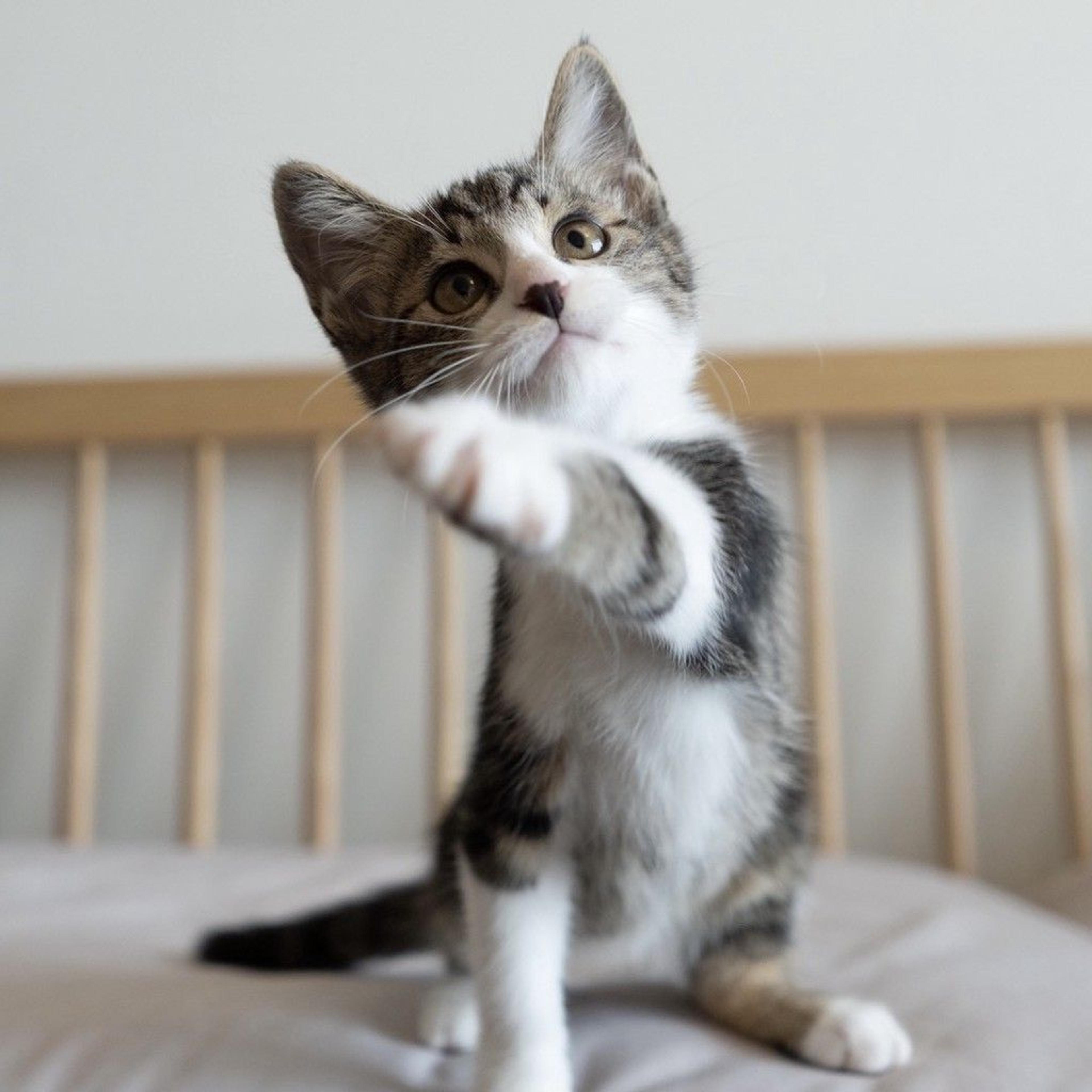pet-image-5