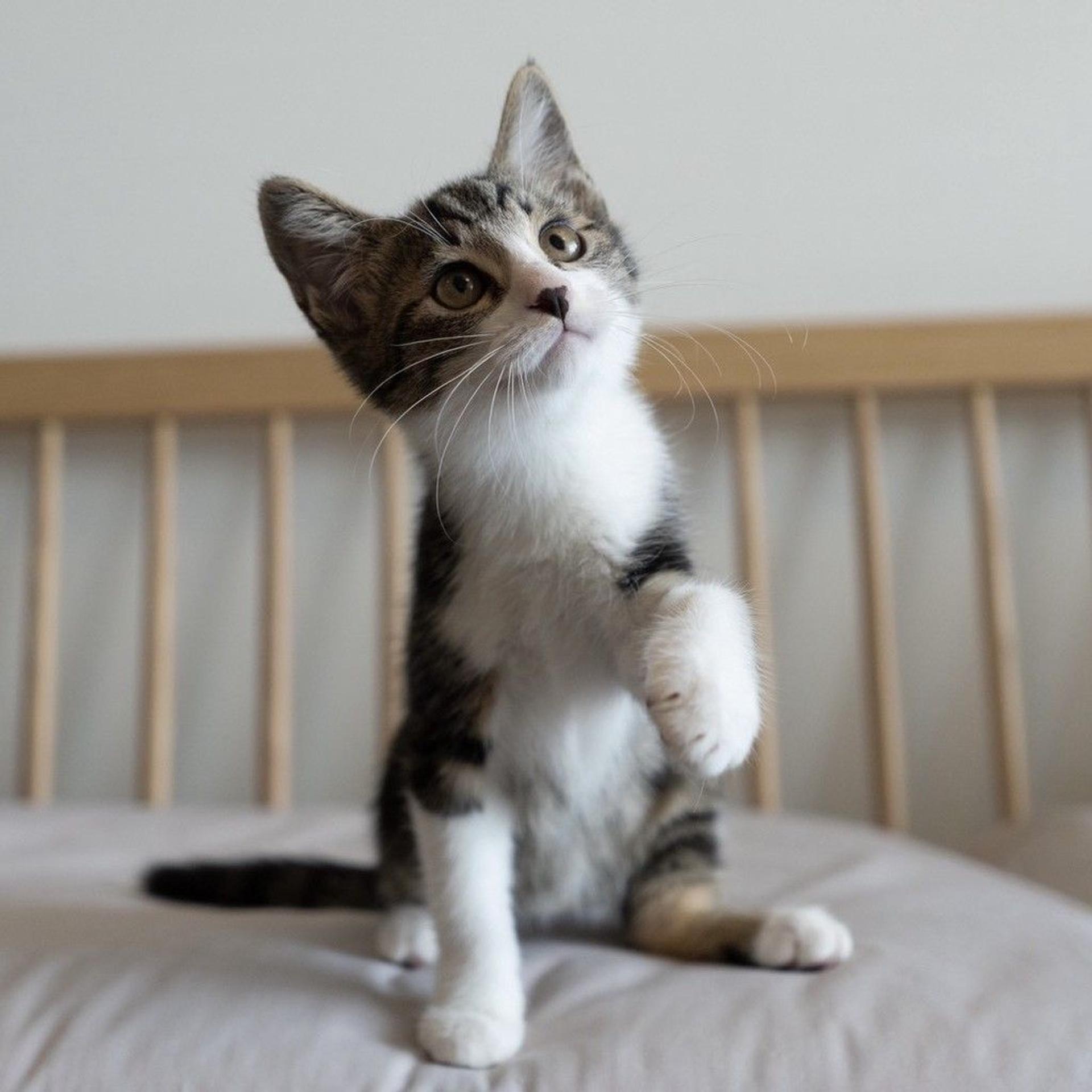 pet-image-6