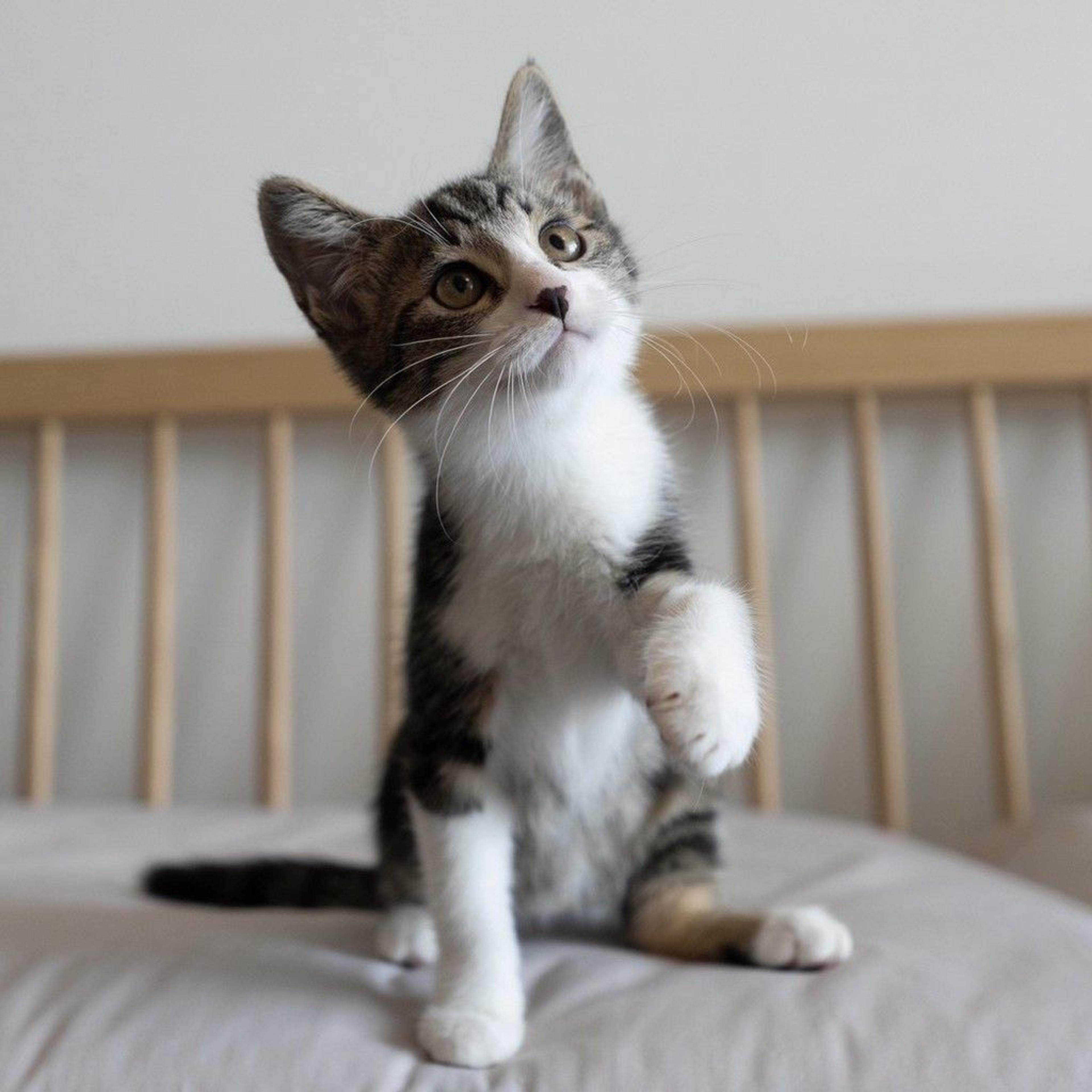 pet-image-6