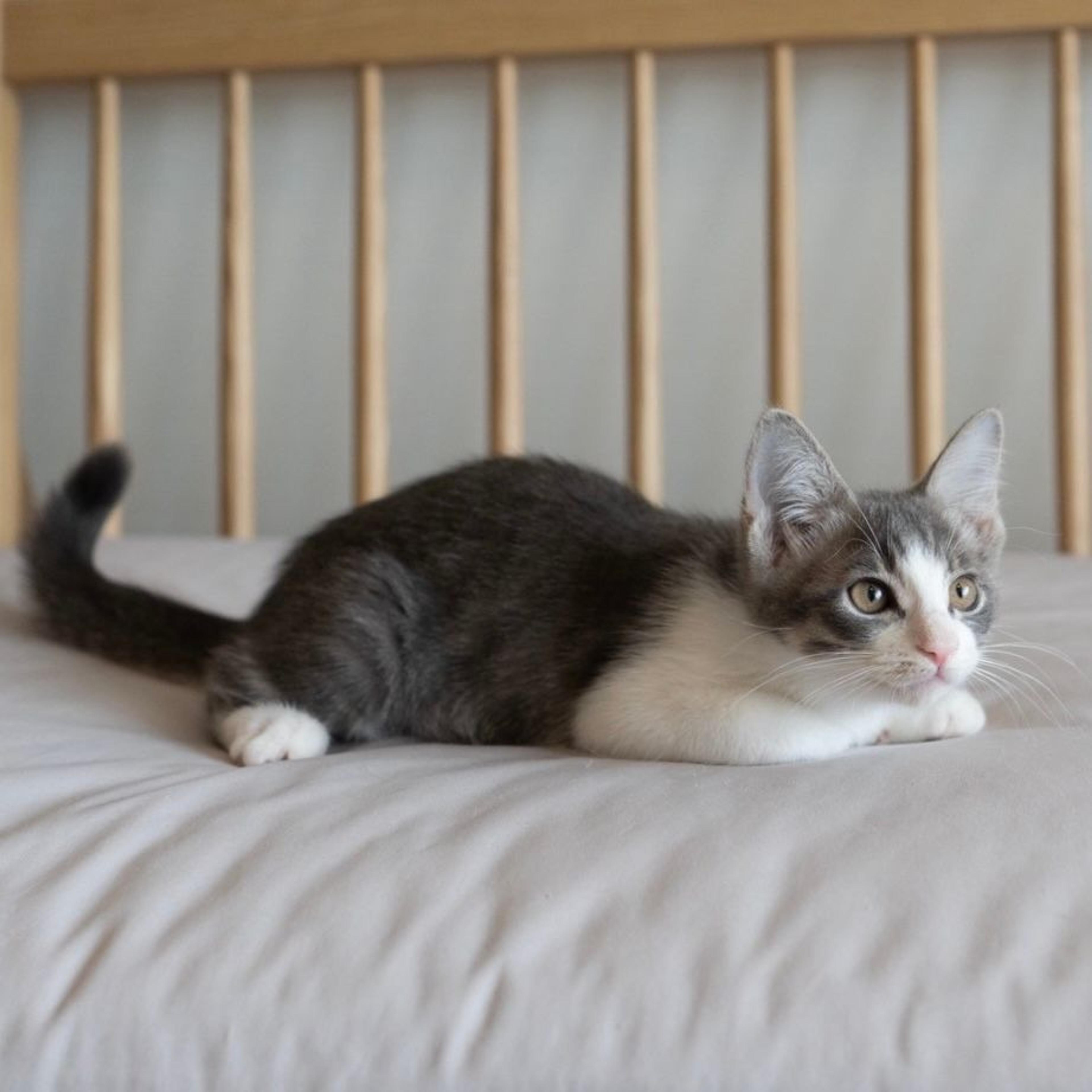 pet-image-8