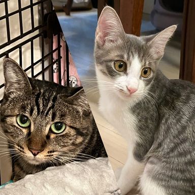 雑種（ミックス猫）・メスの里親募集の写真