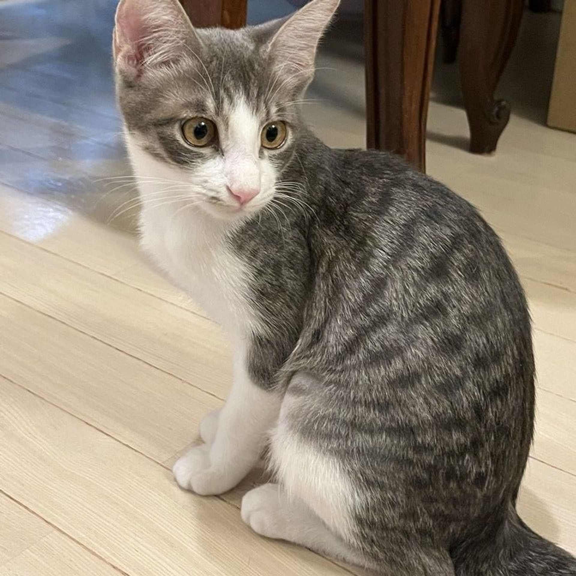 雑種（ミックス猫）・メスの里親募集の写真