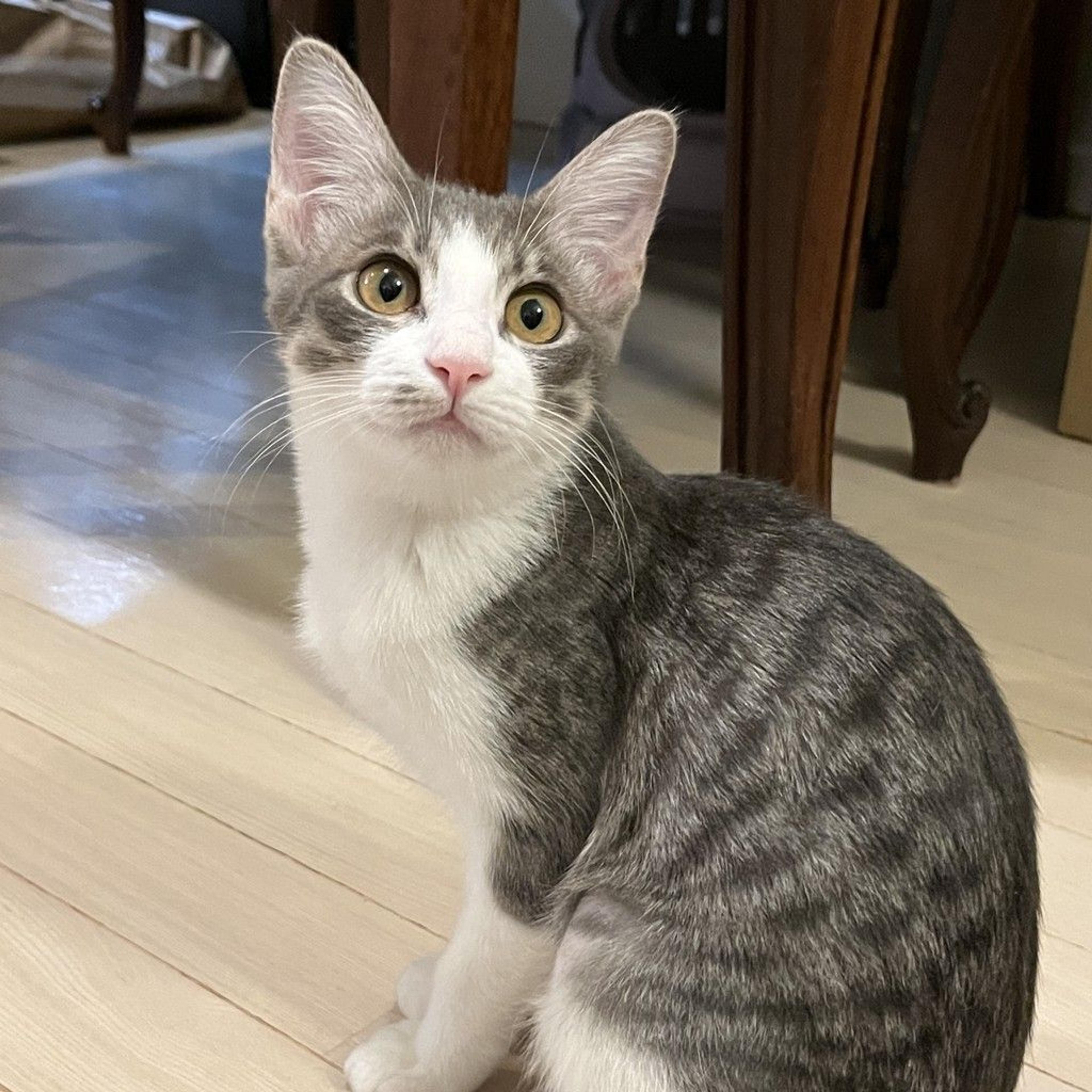pet-image-3