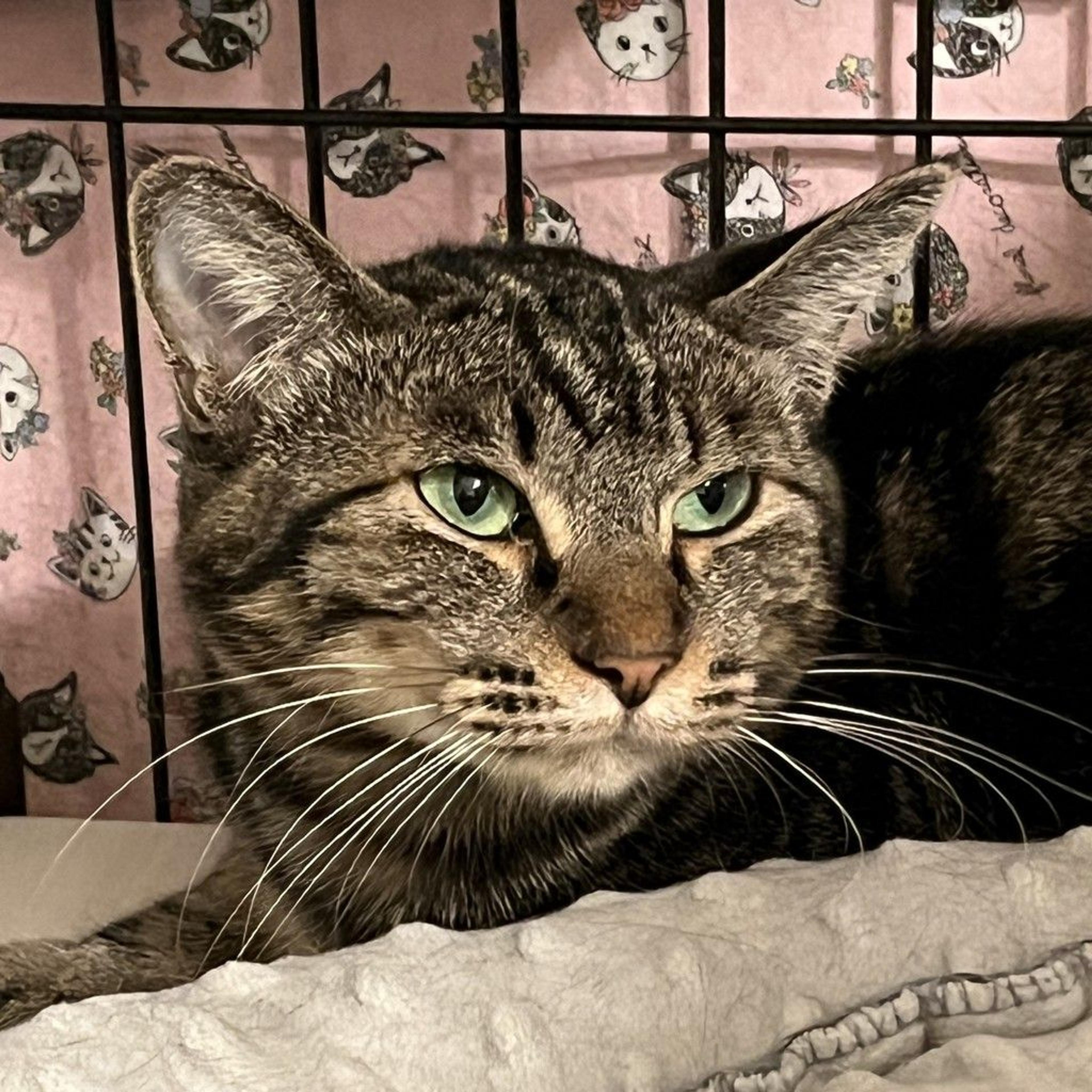 pet-image-6