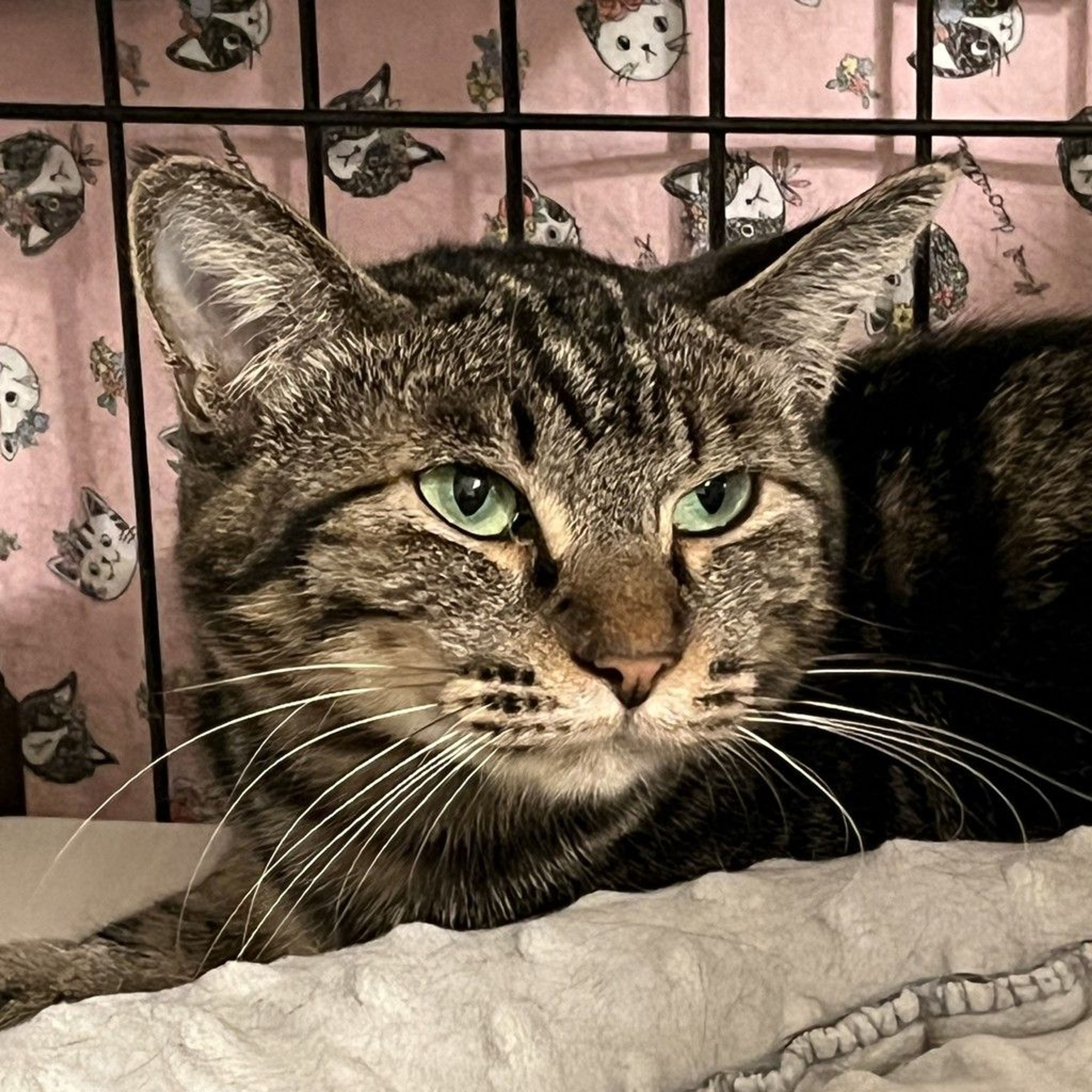 pet-image-6