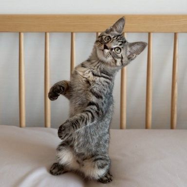 楓（かえで）ファミリー（紬&玄）