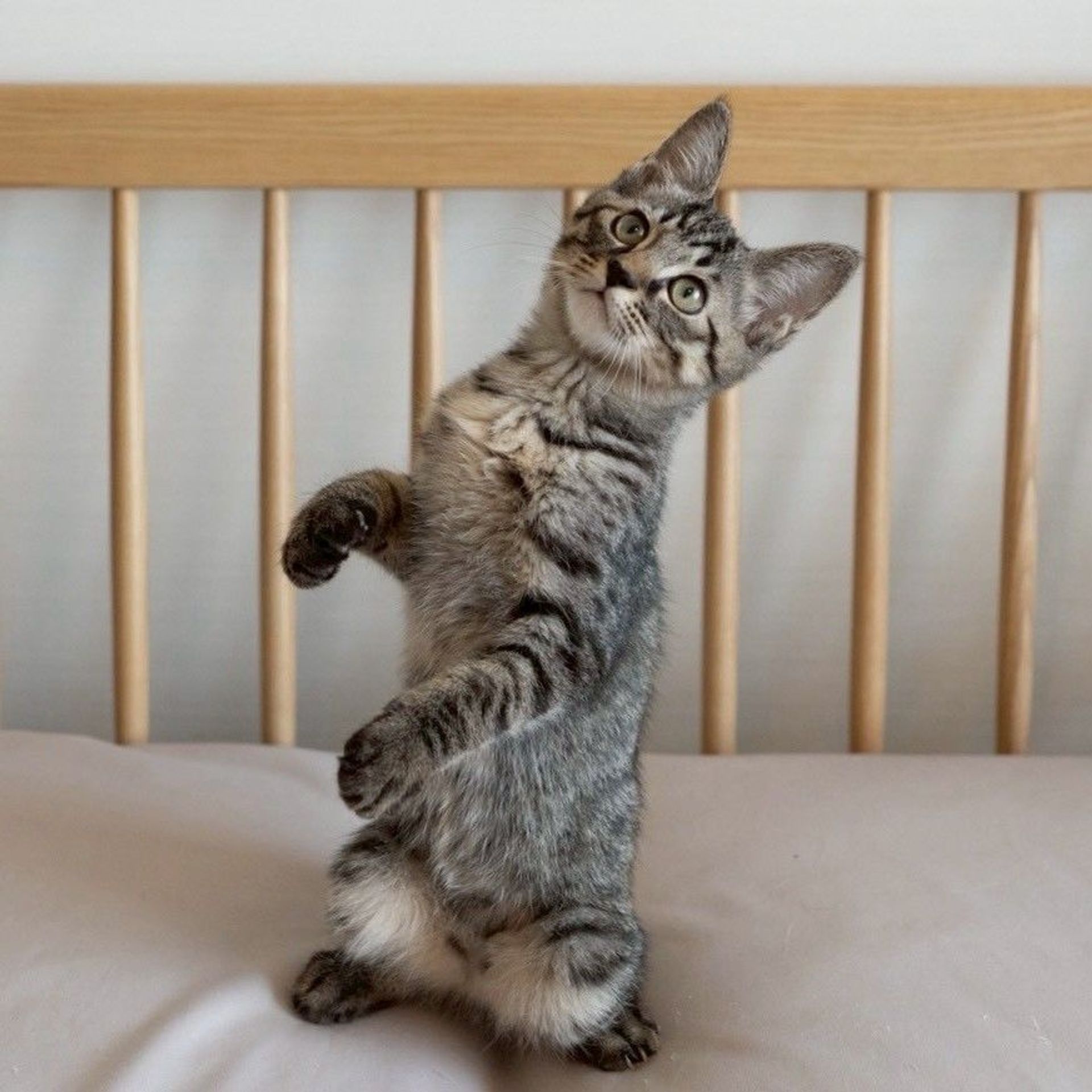 雑種（ミックス猫）・メスの里親募集の写真