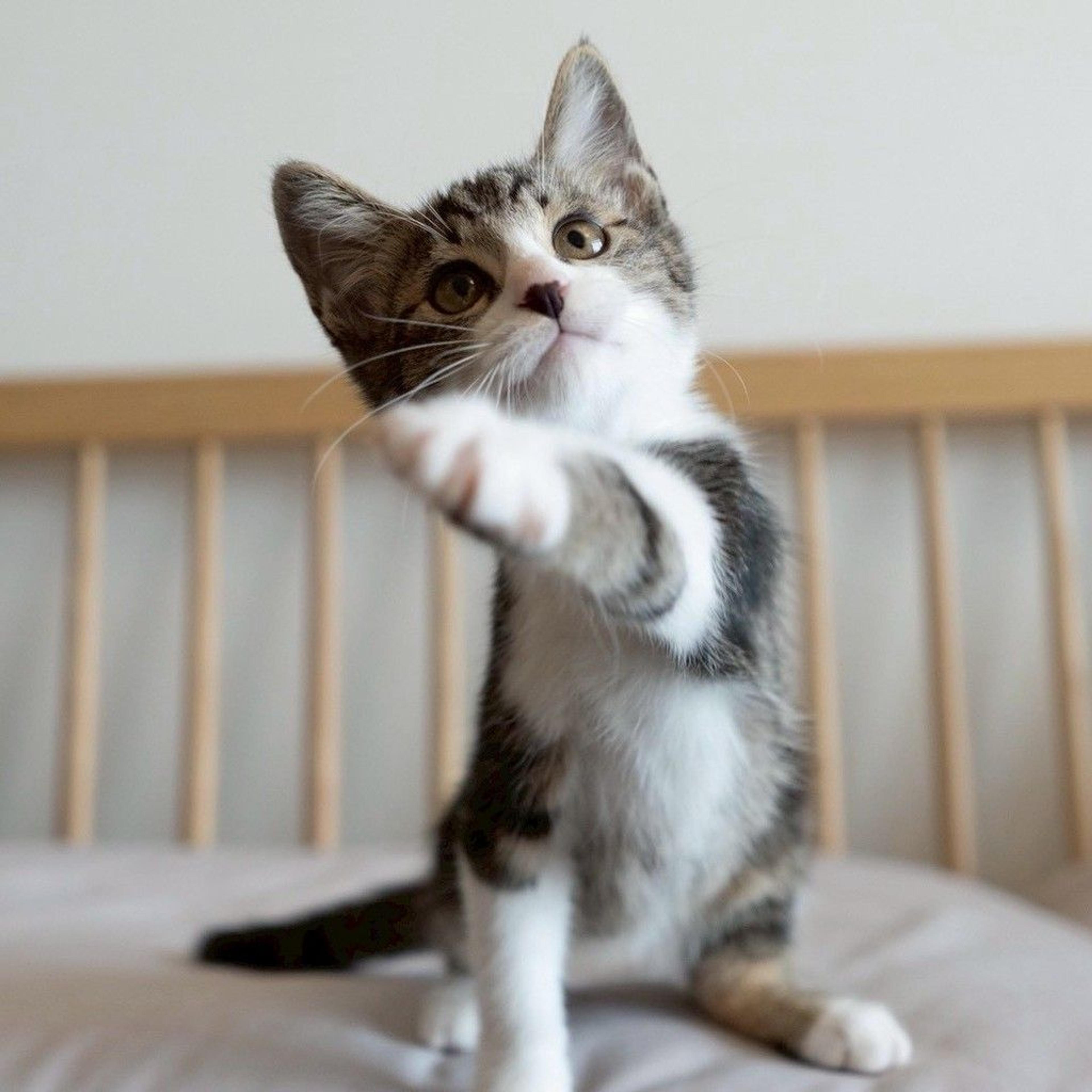 pet-image-4
