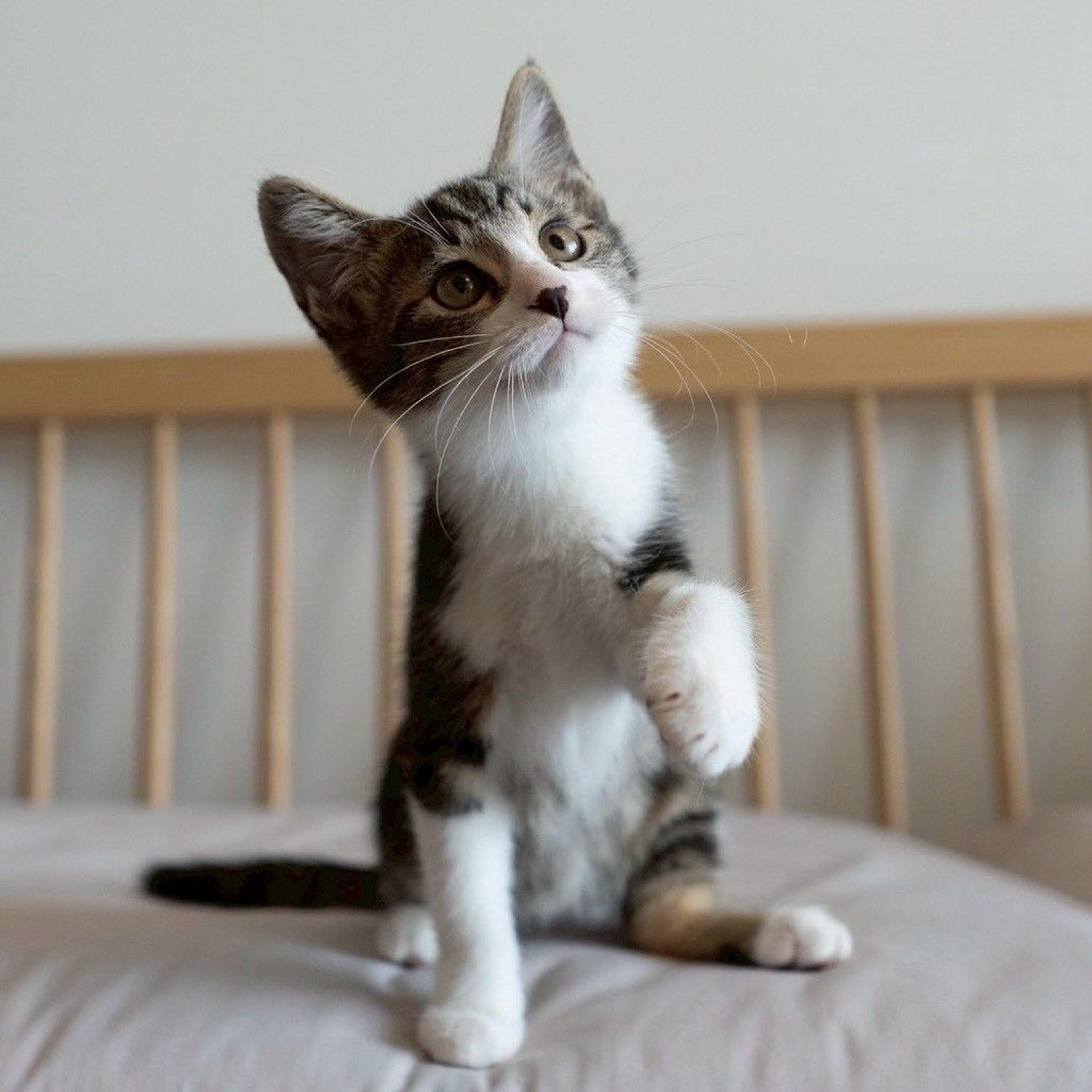 pet-image-5