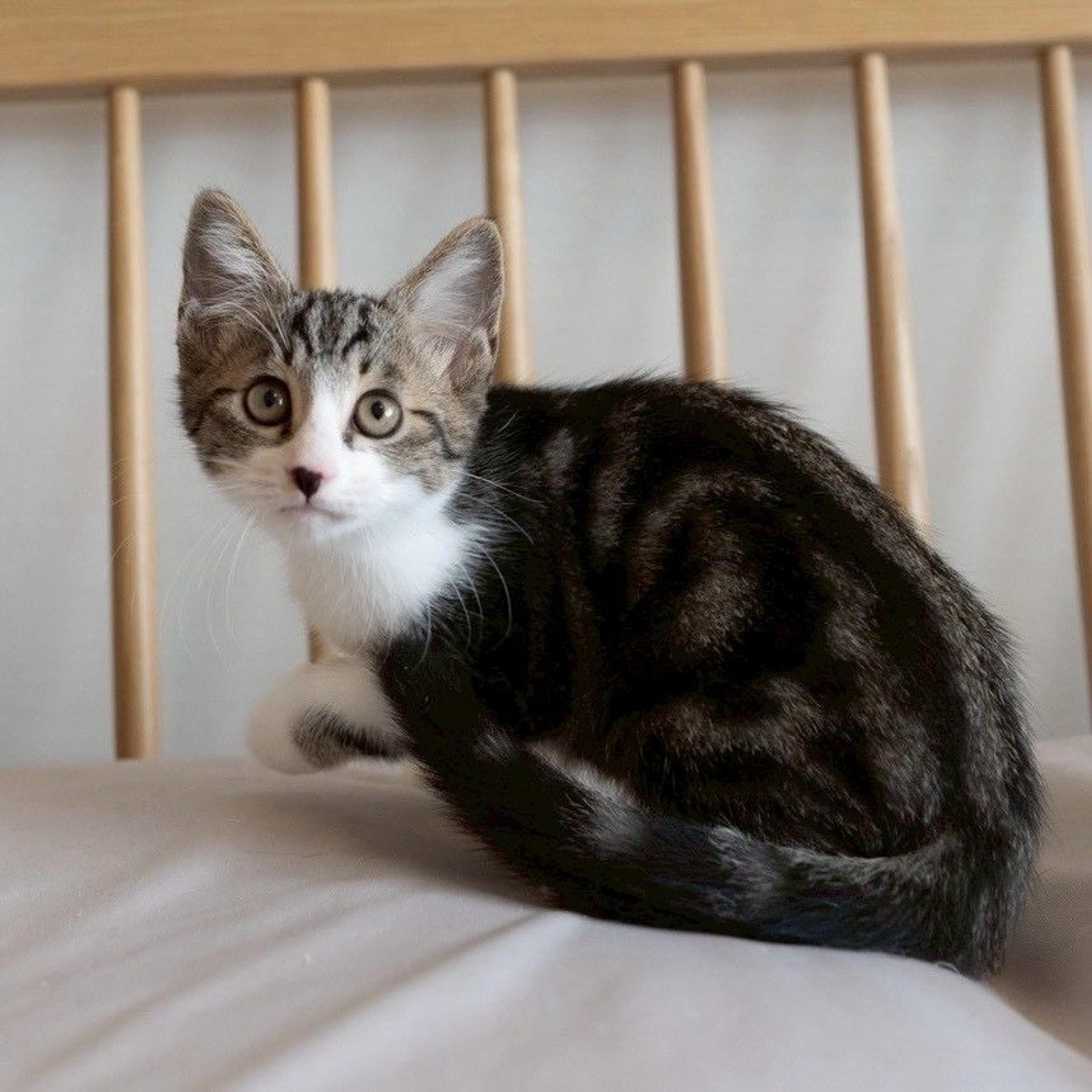 pet-image-6