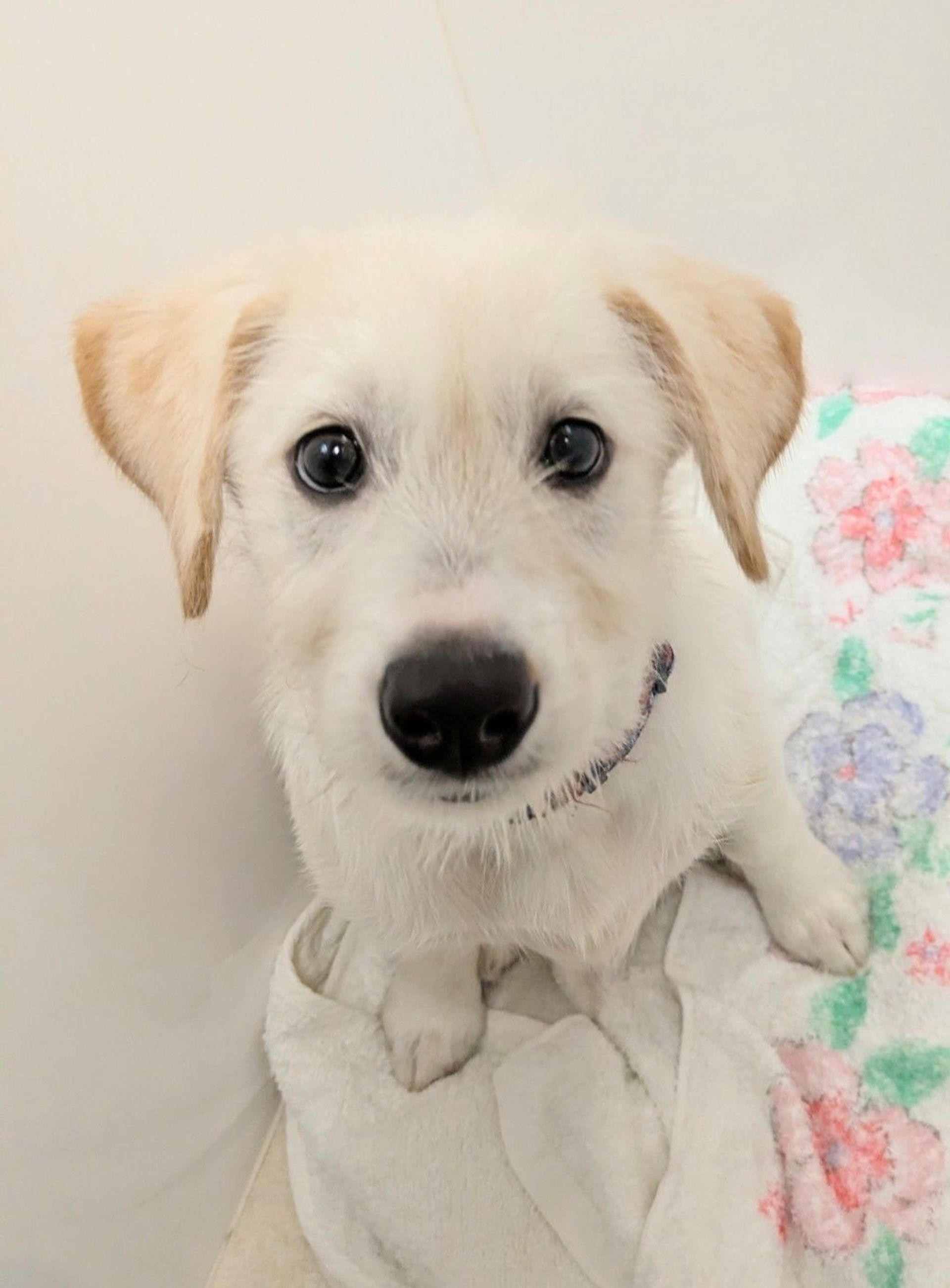 雑種（ミックス犬）・メスの里親募集の写真