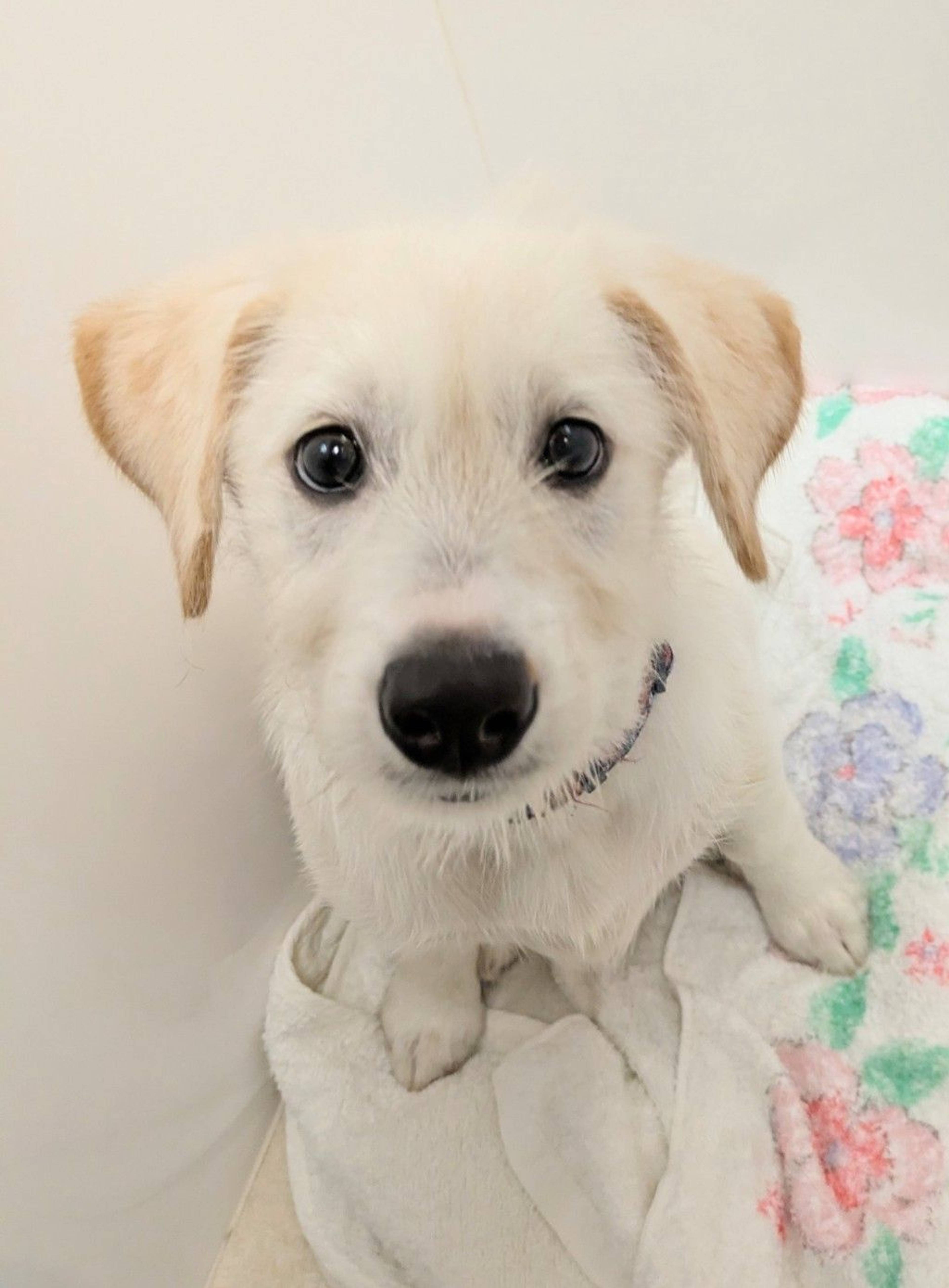 雑種（ミックス犬）・メスの里親募集の写真