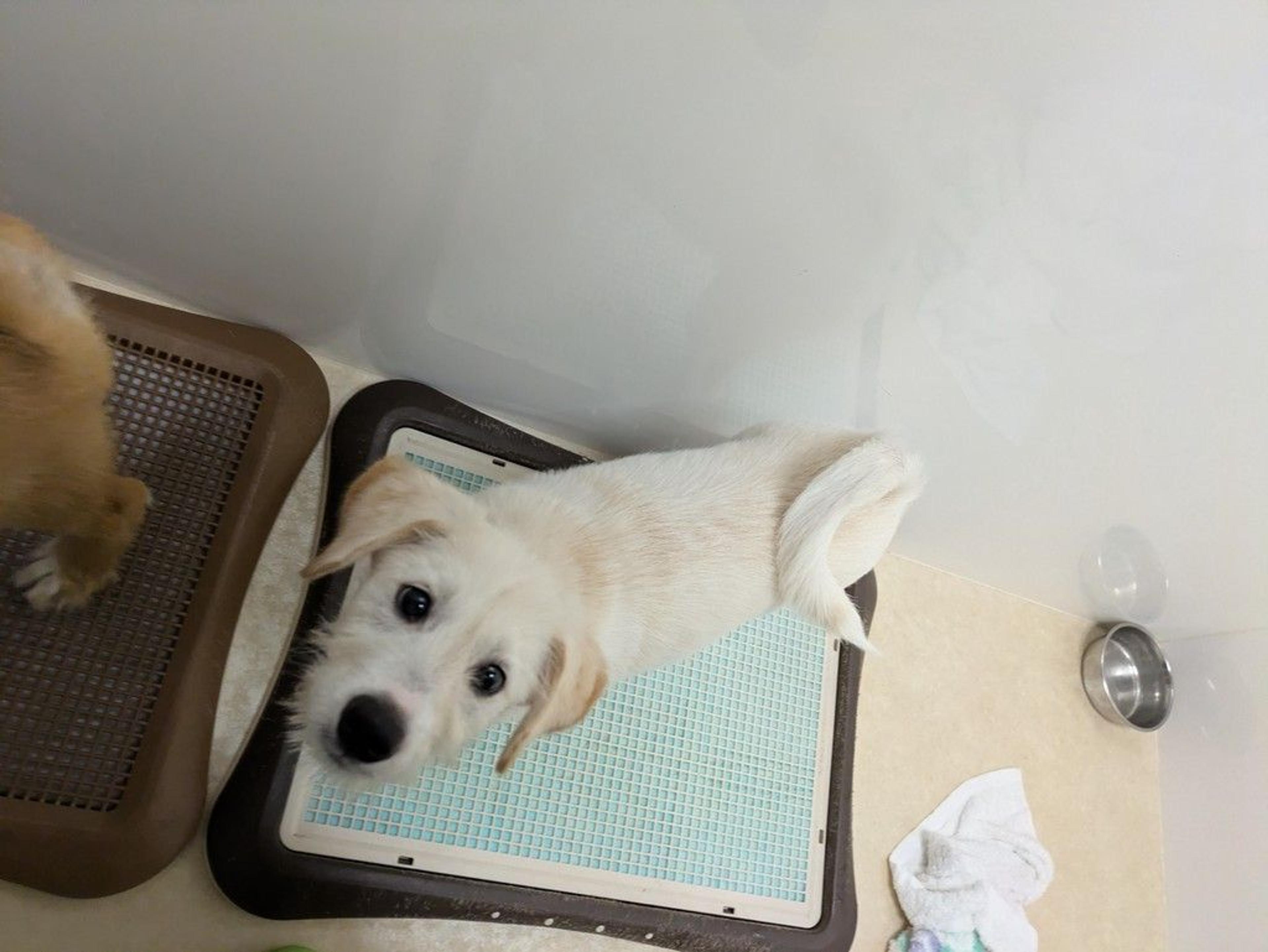 pet-image-3