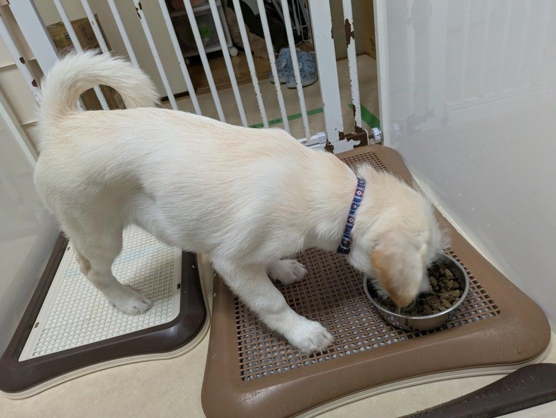 pet-image-4