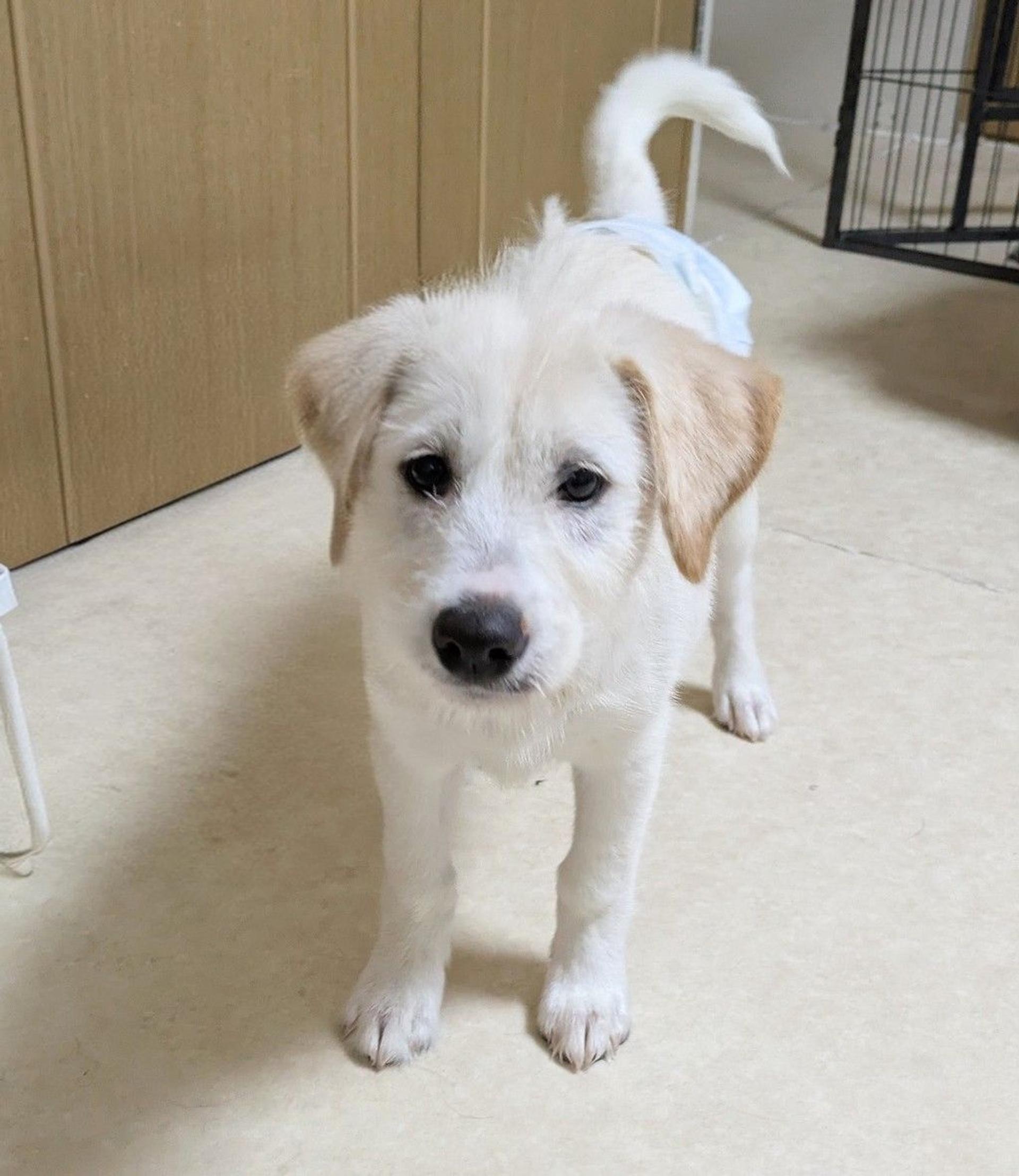 pet-image-5