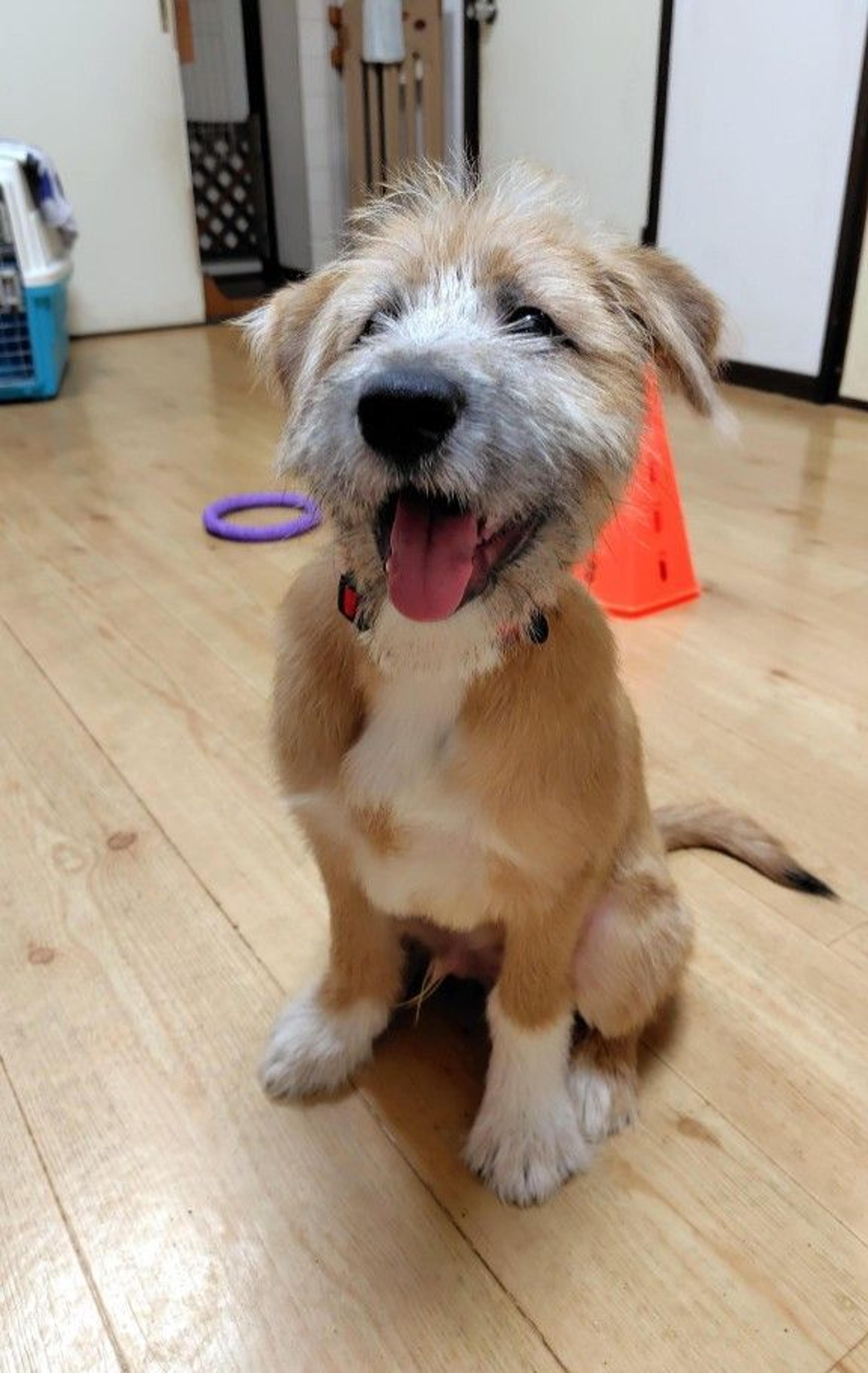 pet-image-6