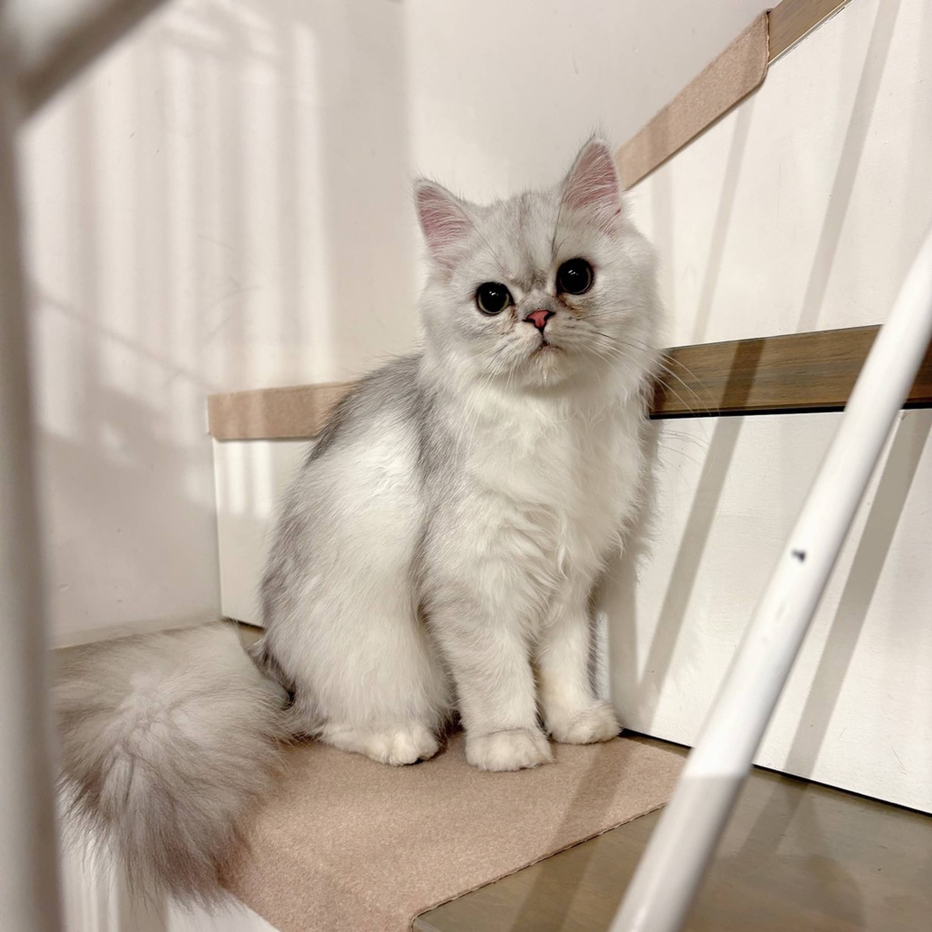 ペルシャ・メスの里親募集の写真