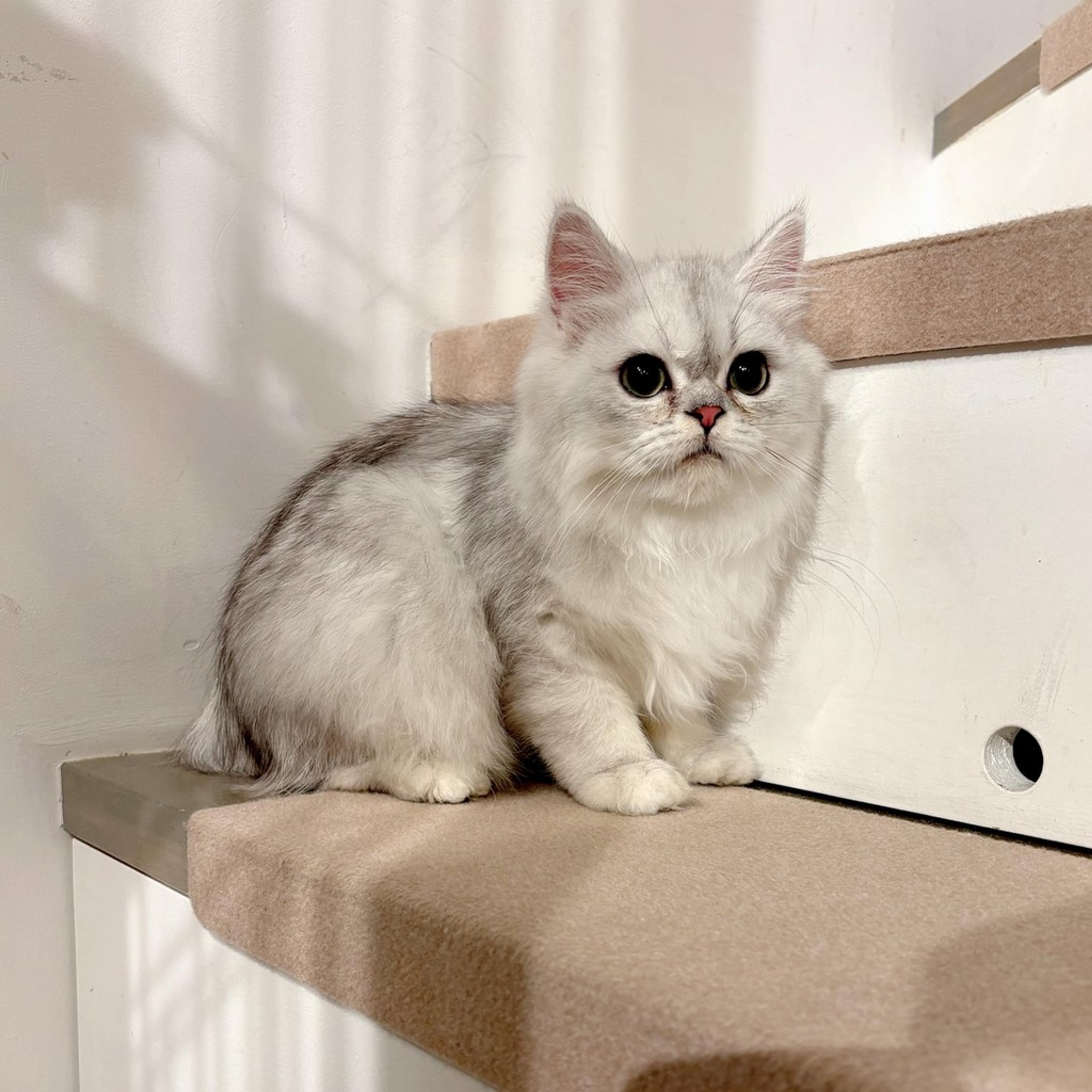 pet-image-3