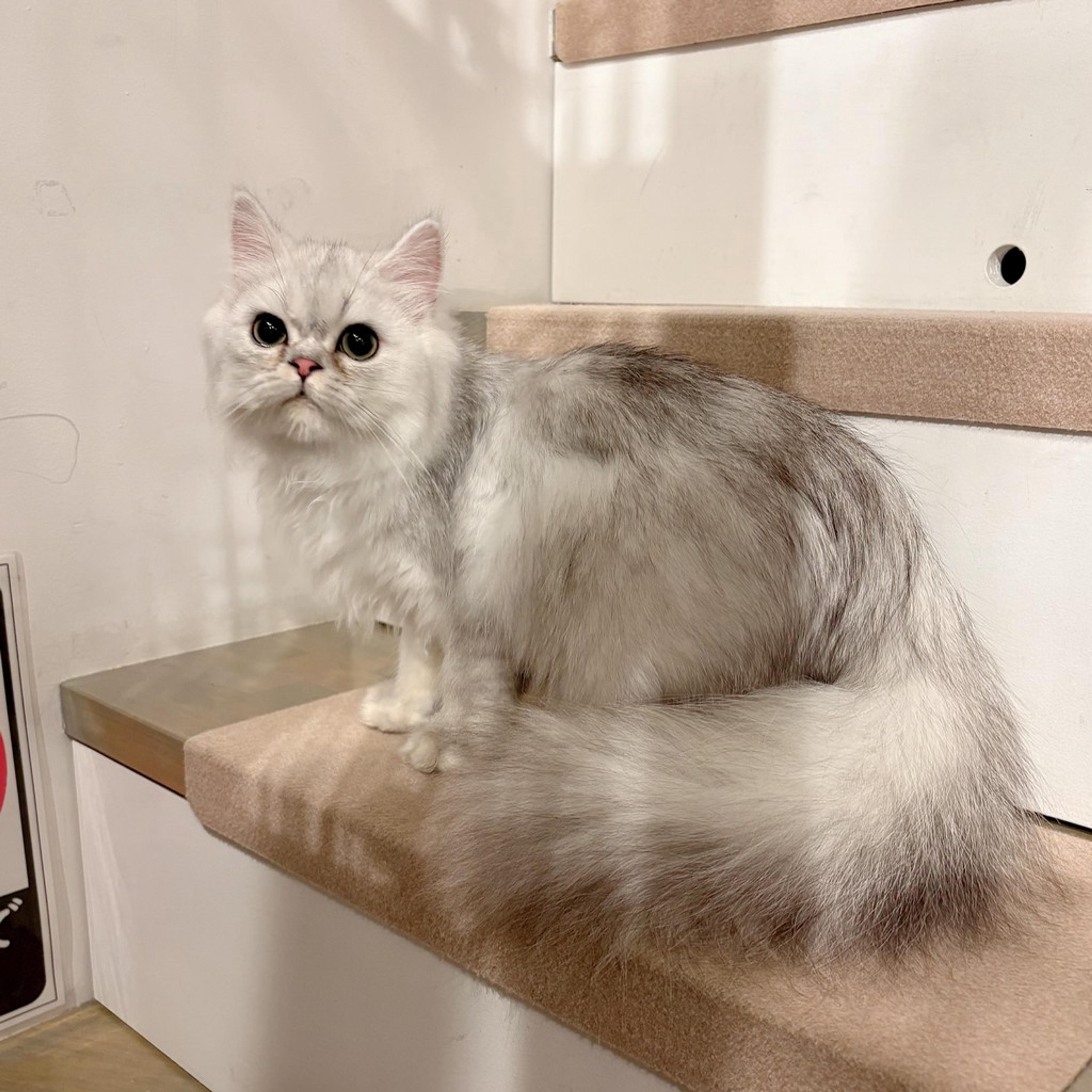 pet-image-4