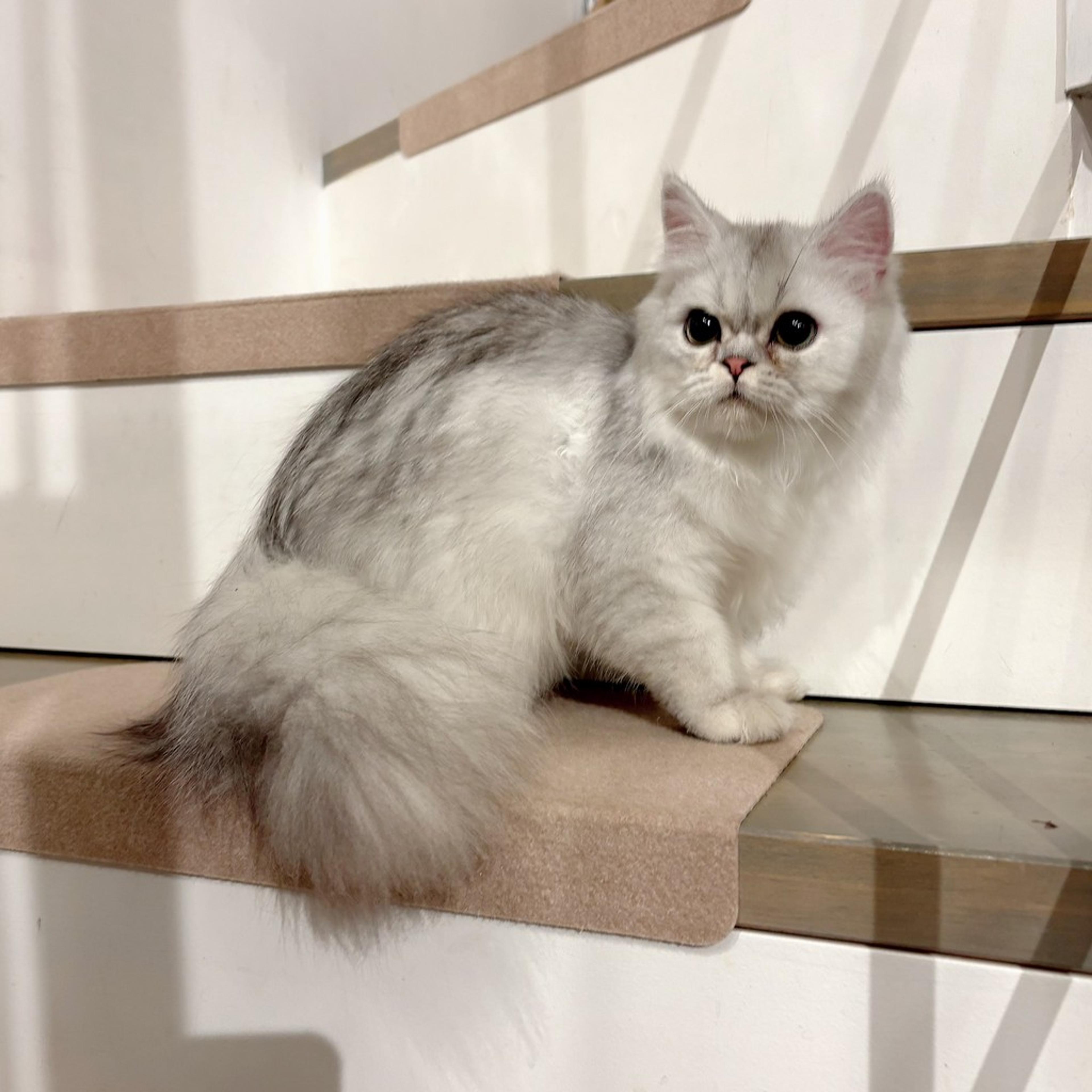 pet-image-5