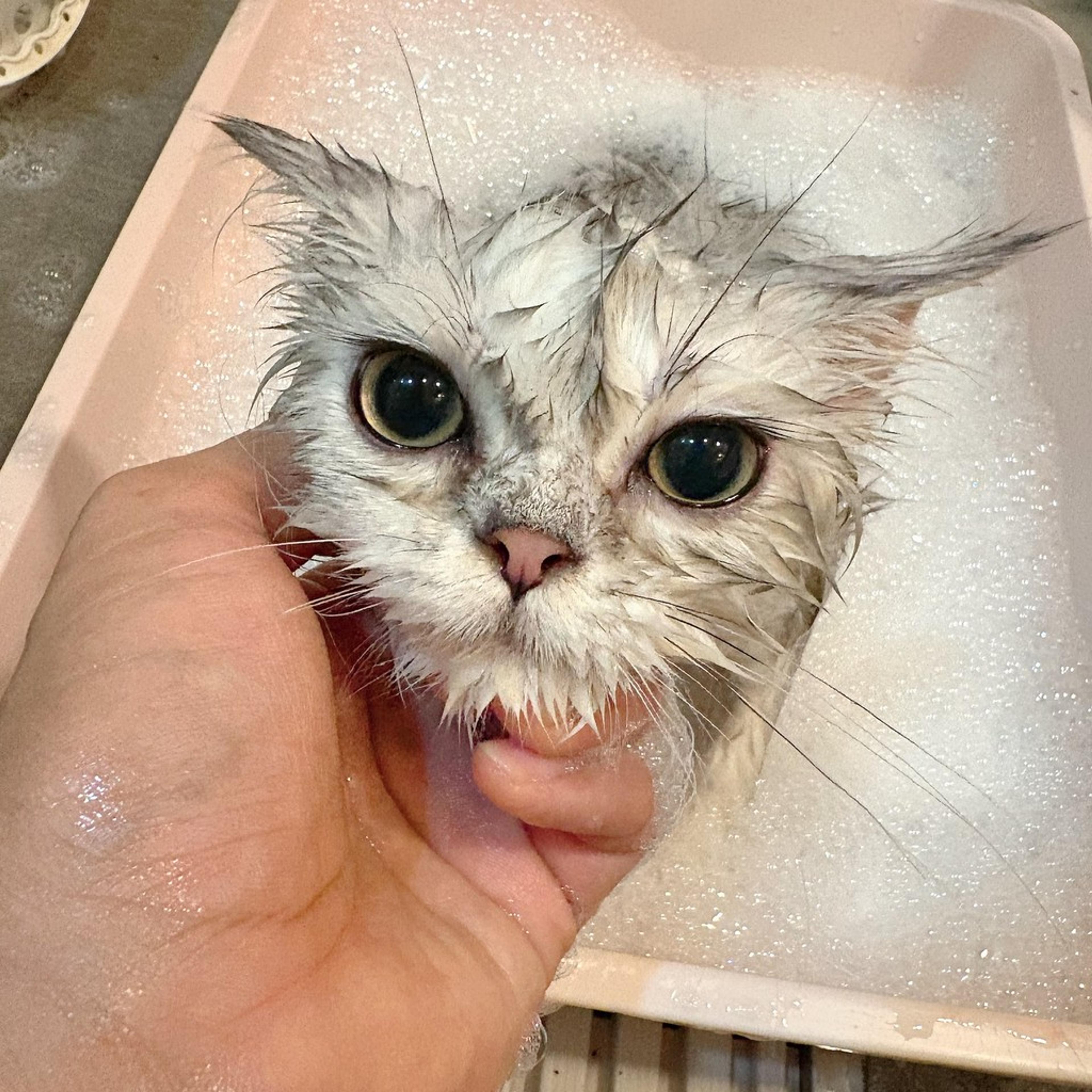 pet-image-6