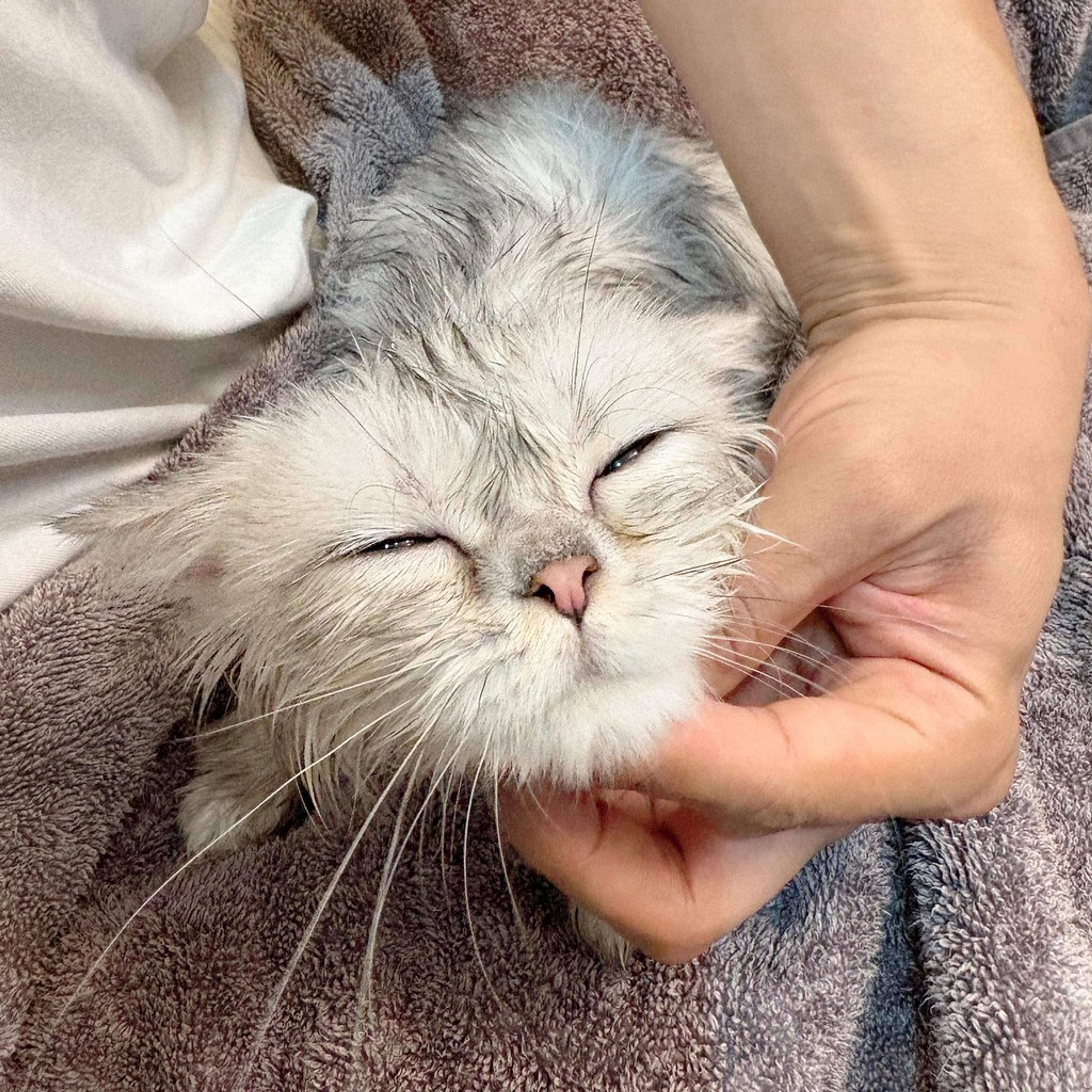 pet-image-7